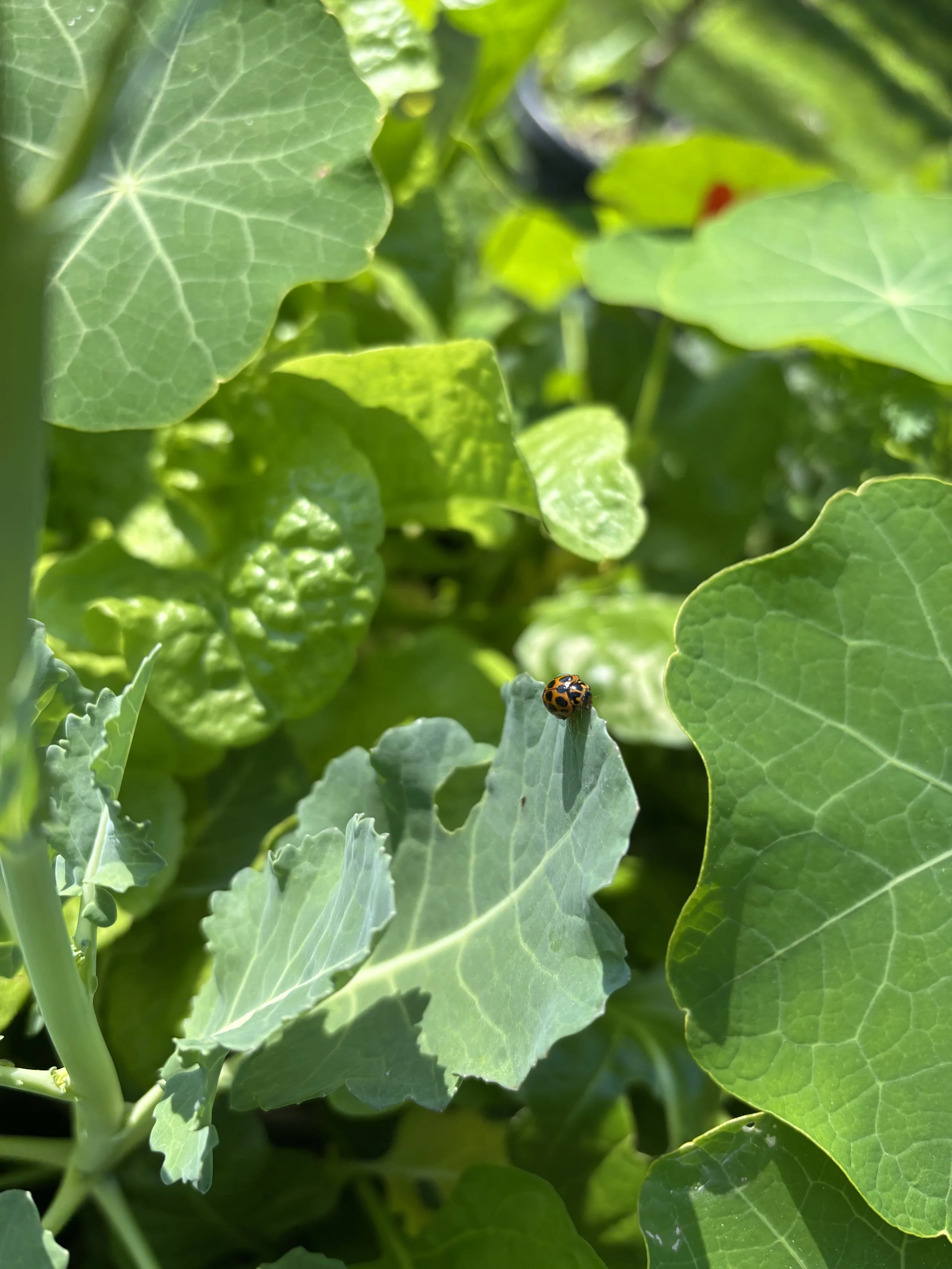 Close-up of green leafy plant with a small ladybug on one leaf