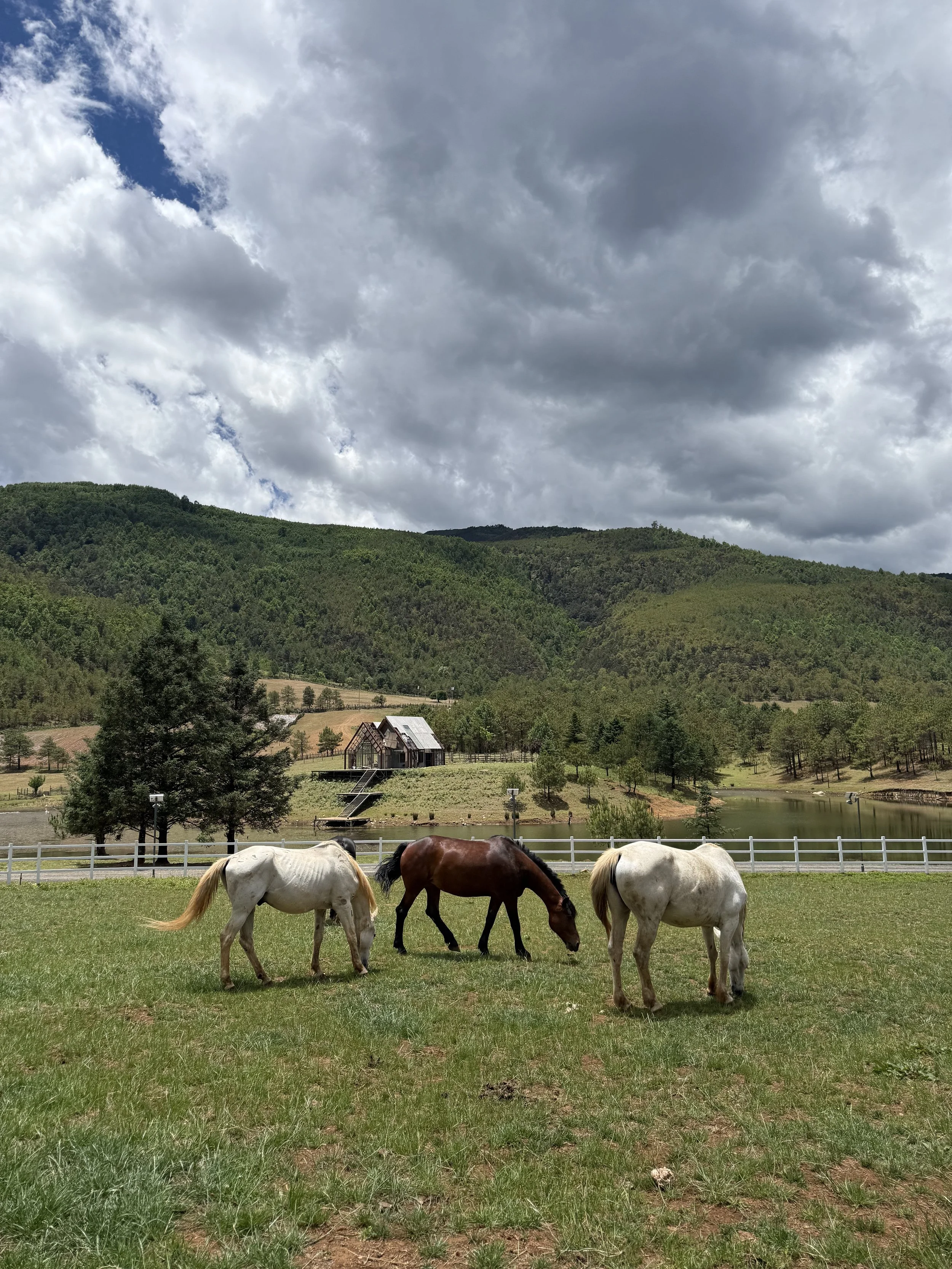 A group of horses grazing on a grassy field, with a pond, a fence, a small building, and green hills in the background under a cloudy sky.