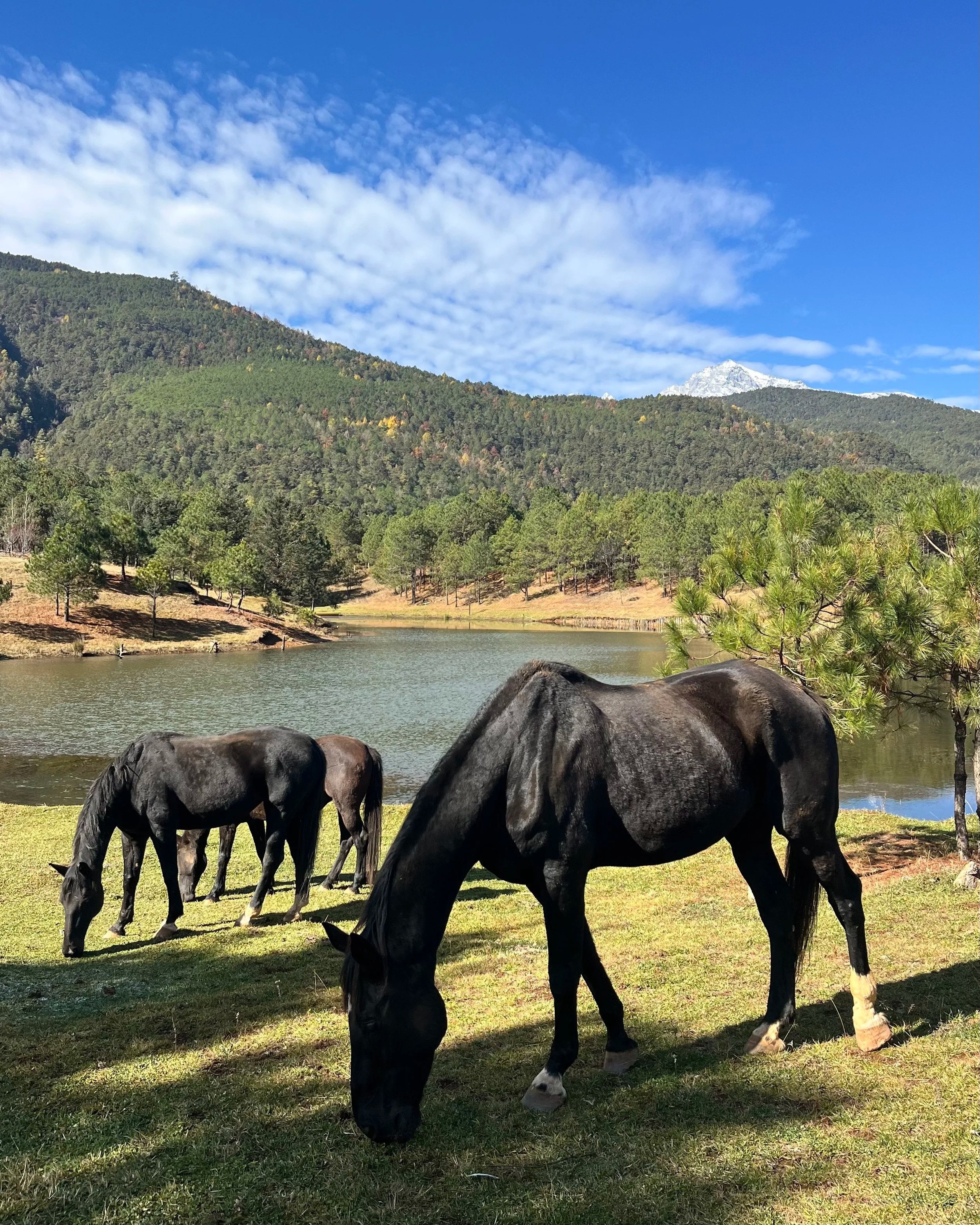 Group of black horses grazing on grass near a lake with forested hills and mountains in the background, under a blue sky with scattered clouds.