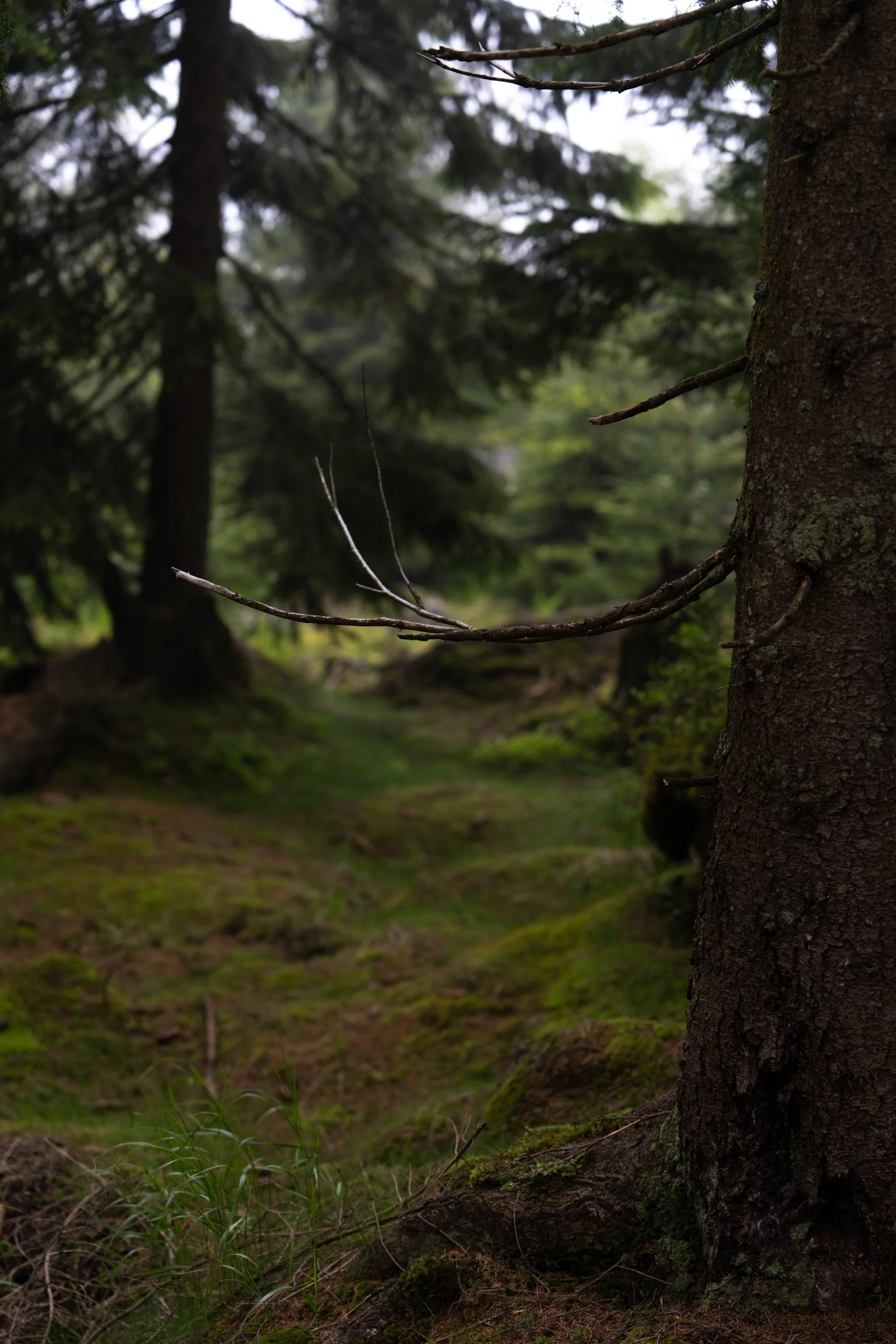 Ein Wald mit Baumstämmen, Moos und grünen Pflanzen am Boden, gedämpftes Licht, unscharfer Hintergrund.