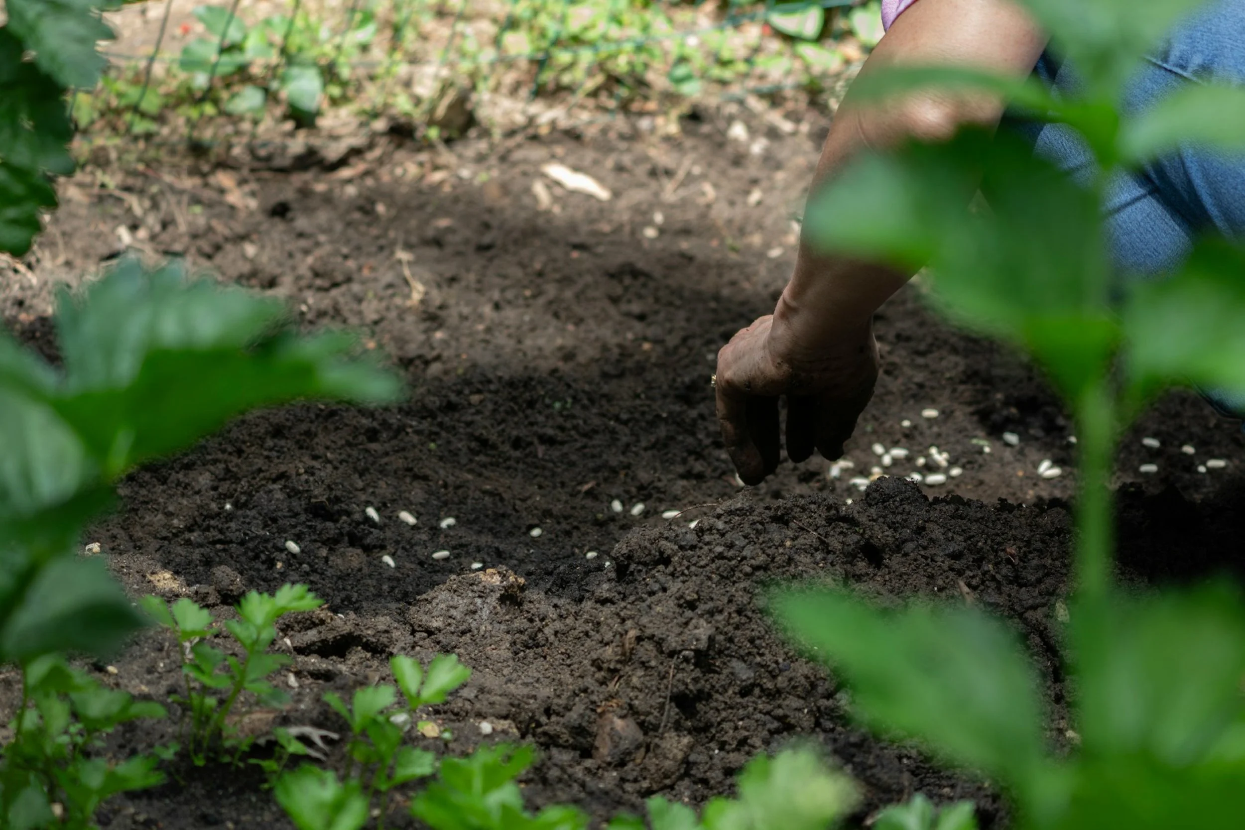 Eine Person pflanzt Samen in die Erde in einem Garten, umgeben von grünen Pflanzen.