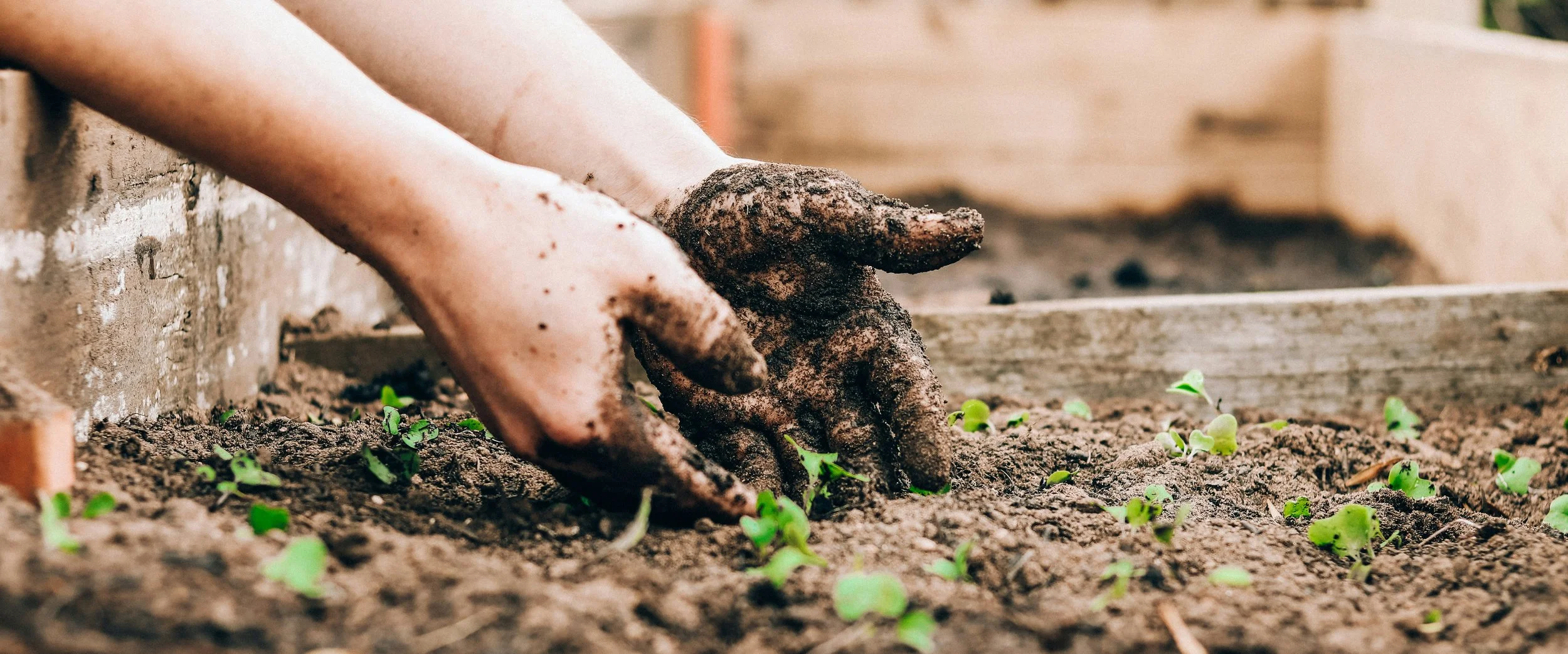 Hände pflanzen kleine Setzlinge in Blumenerde, Begrenzung durch Holzrahmen im Garten.