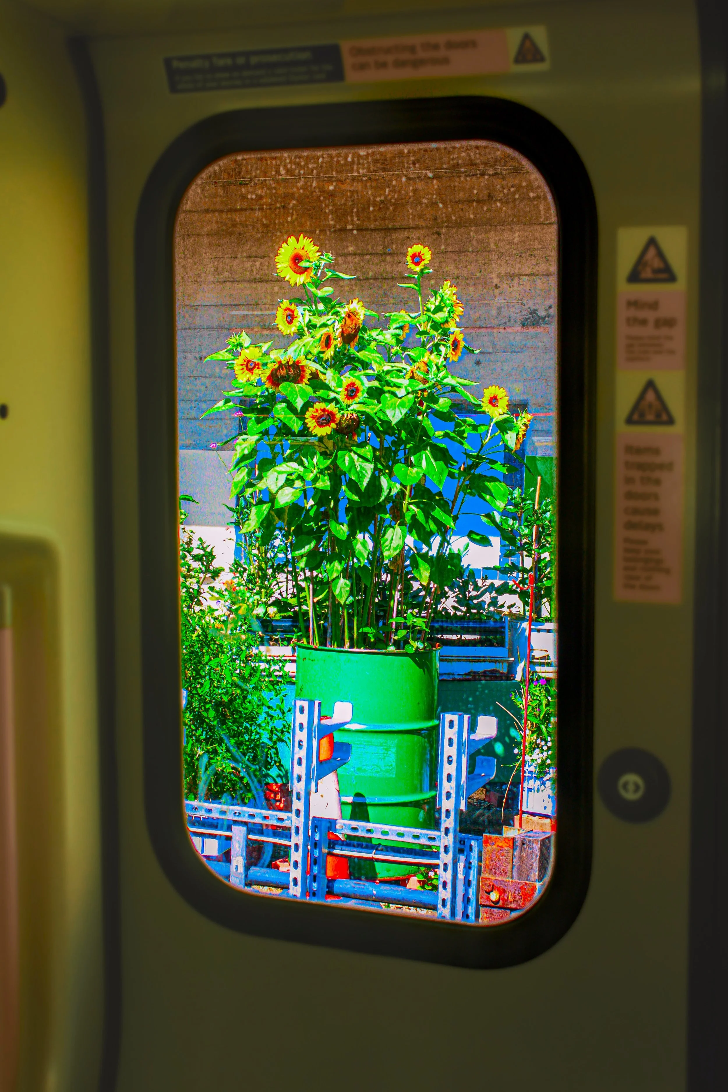 View of a potted sunflower plant seen through a rectangular window or opening, with a brown wooden wall in the background and machinery or construction materials visible in the foreground.