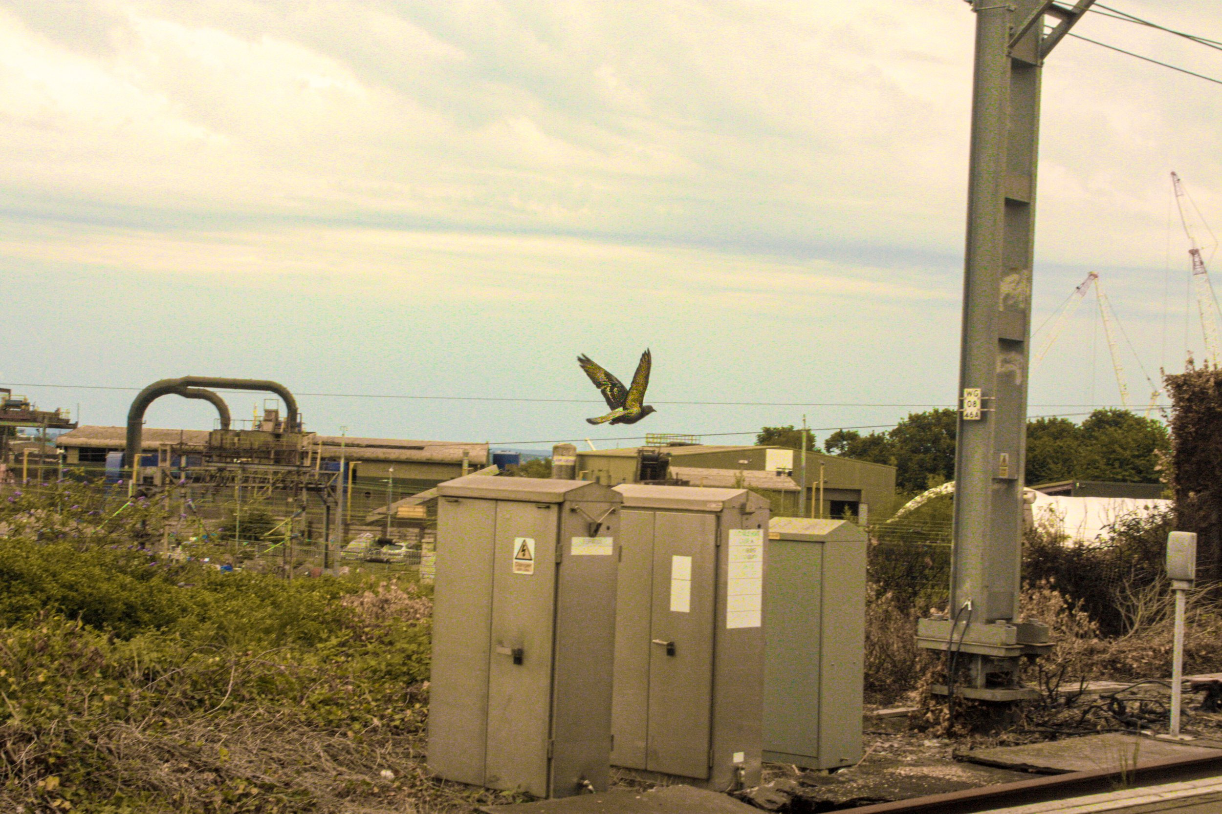 A bird flying over industrial buildings, electrical boxes, and power lines on a cloudy day.