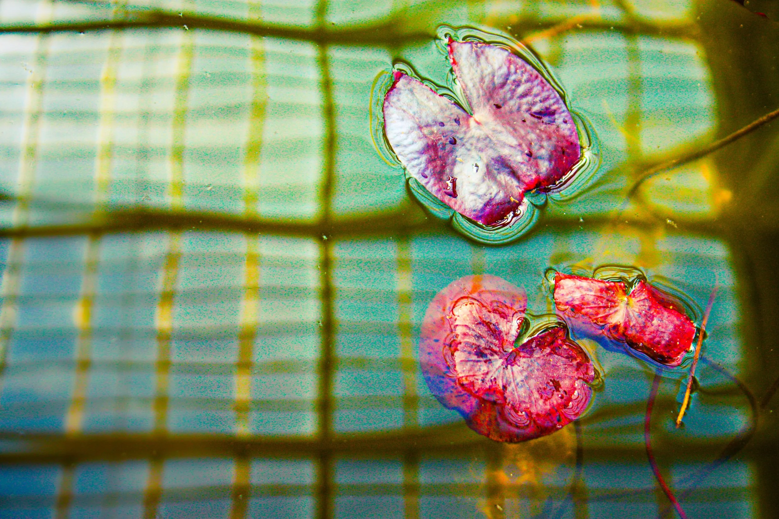 Colorful lily pads floating on water with reflections and a wire grid pattern overlaying the scene.