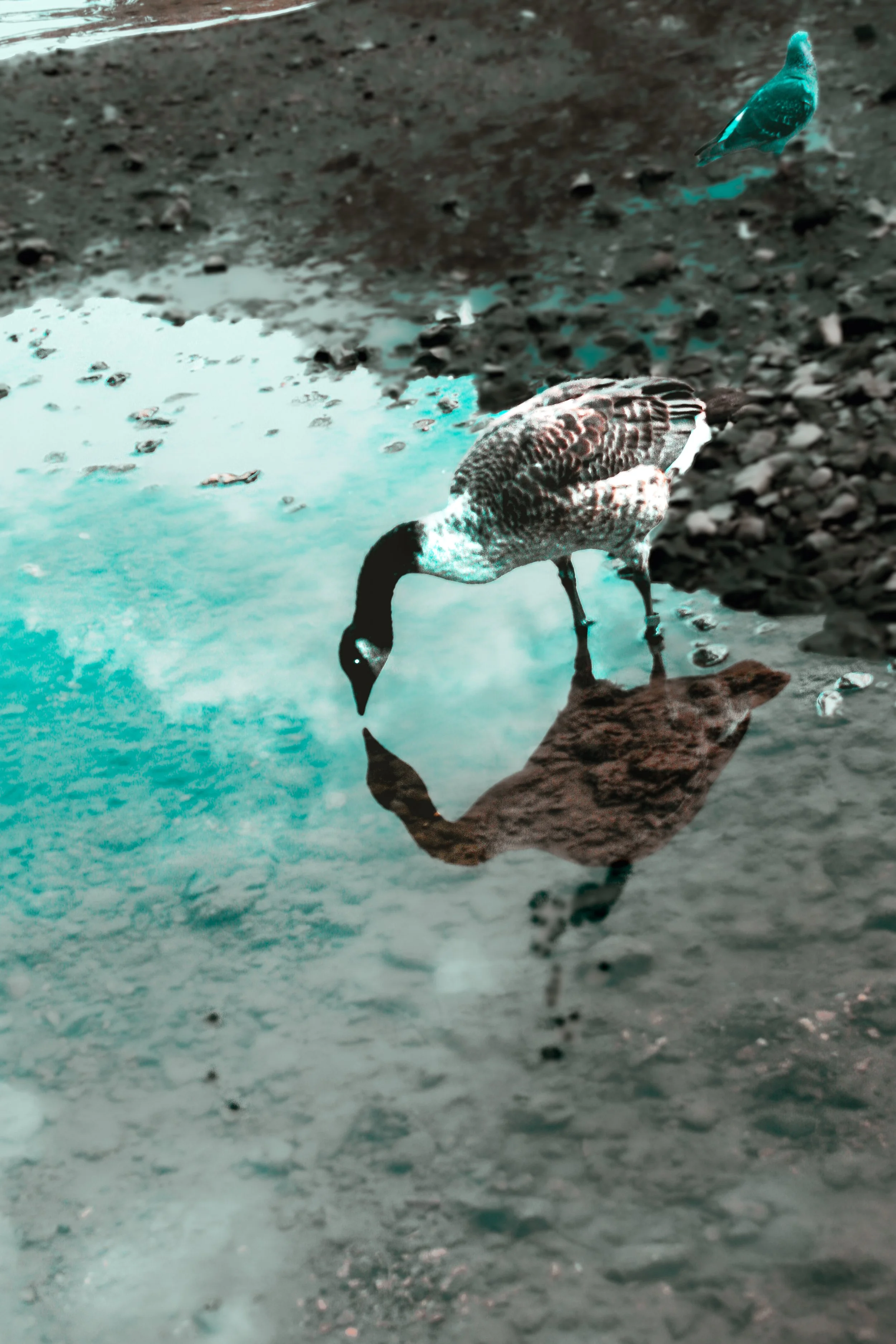 A bird drinking water from a small pool on a rocky ground, with another bird perched on the ground nearby.