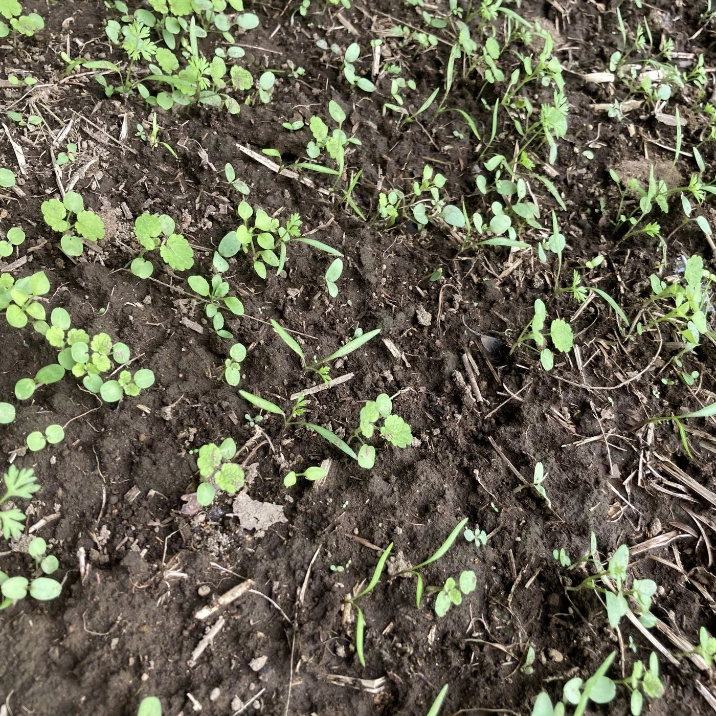 detail_01_seedling.jpg