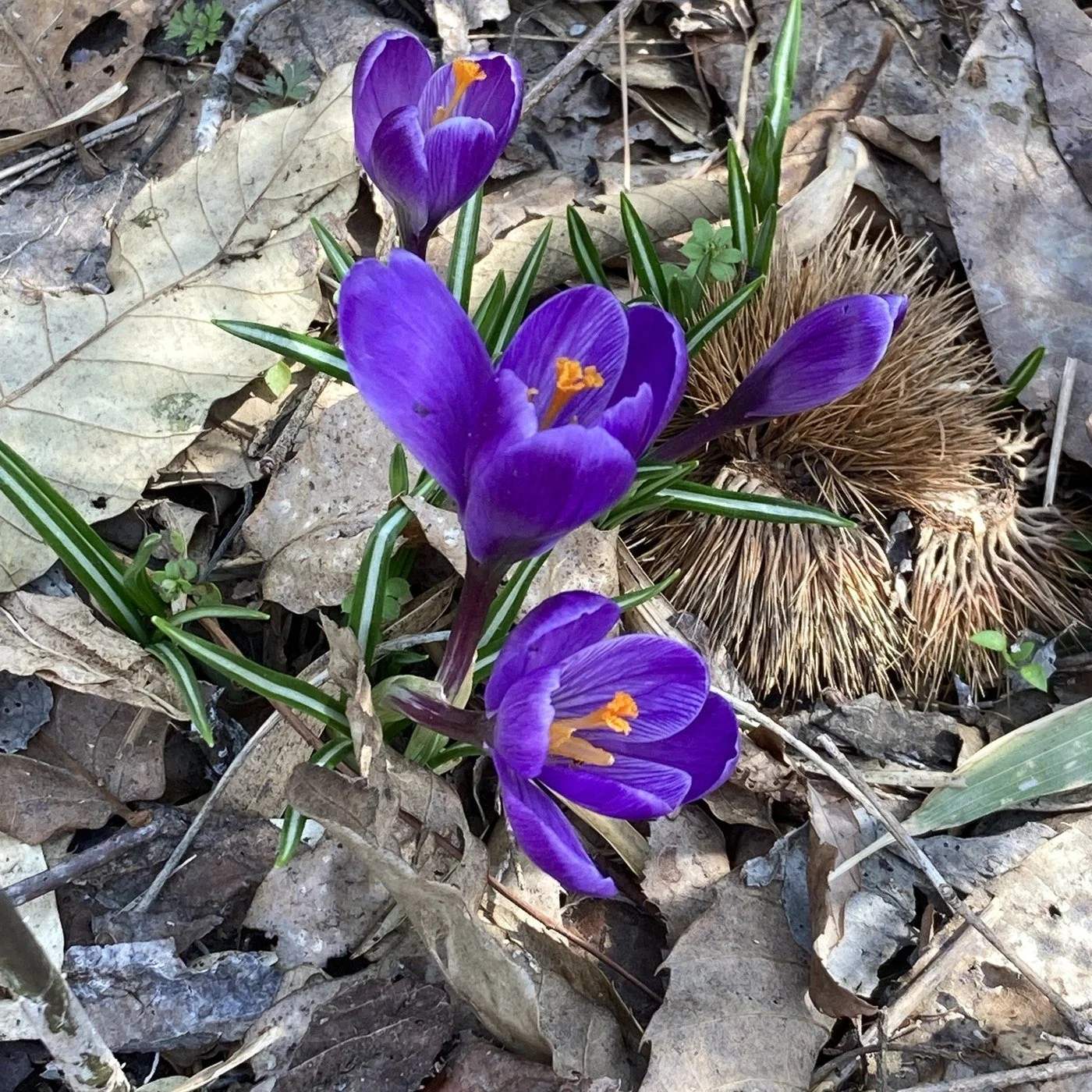 detail_03_crocus.jpg