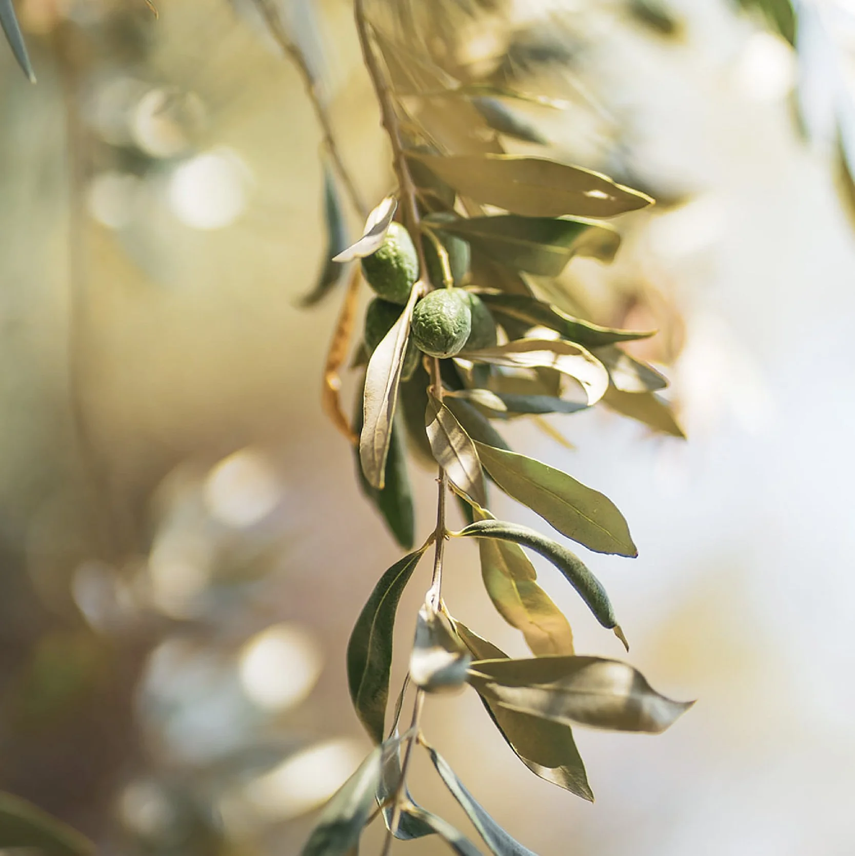 Branche d'olivier avec olives vertes en gros plan, photographie du domaine Dalmeran en Provence