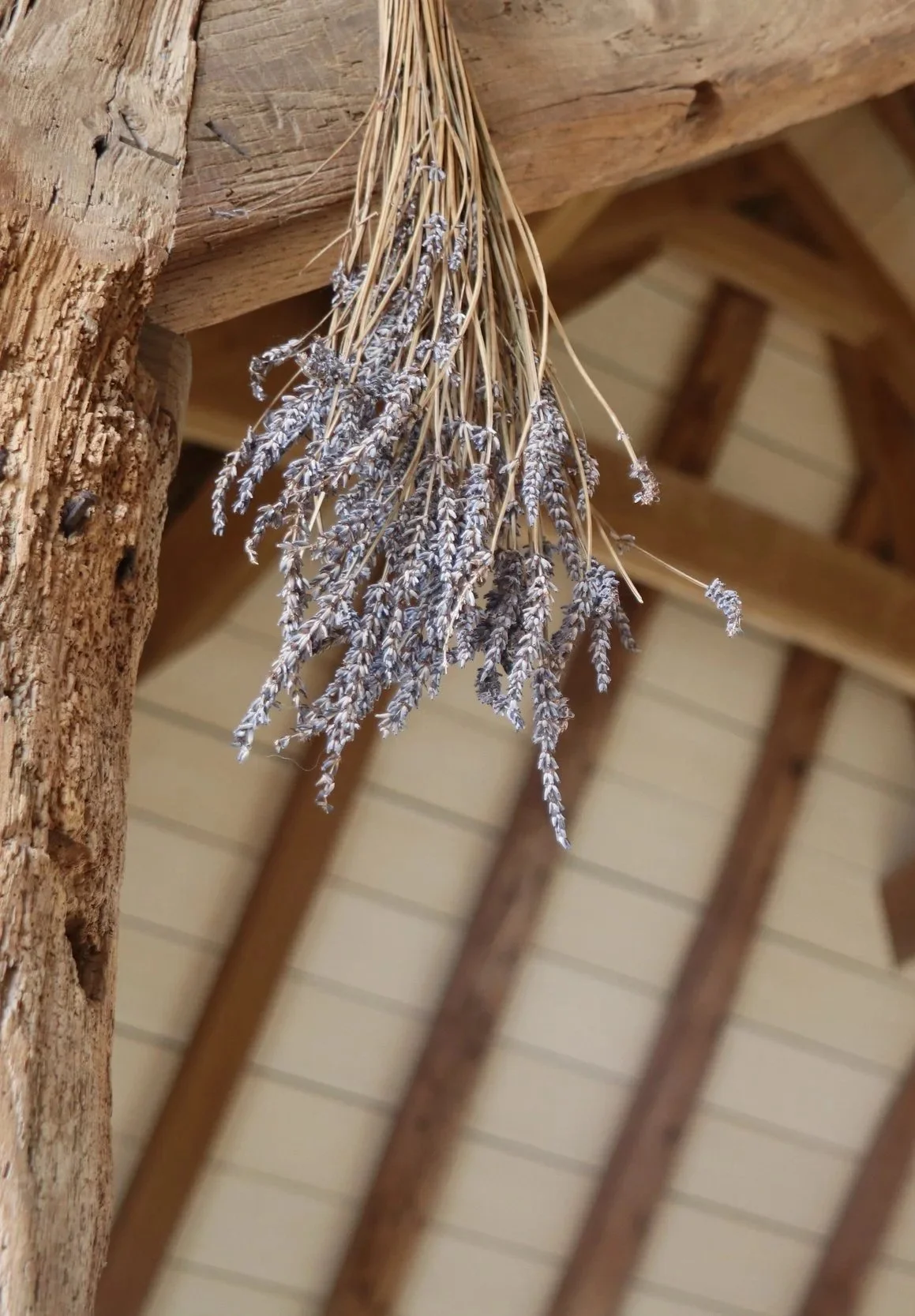 A bunch of dried lavender hanging upside down from a wooden ceiling beam in a rustic setting.