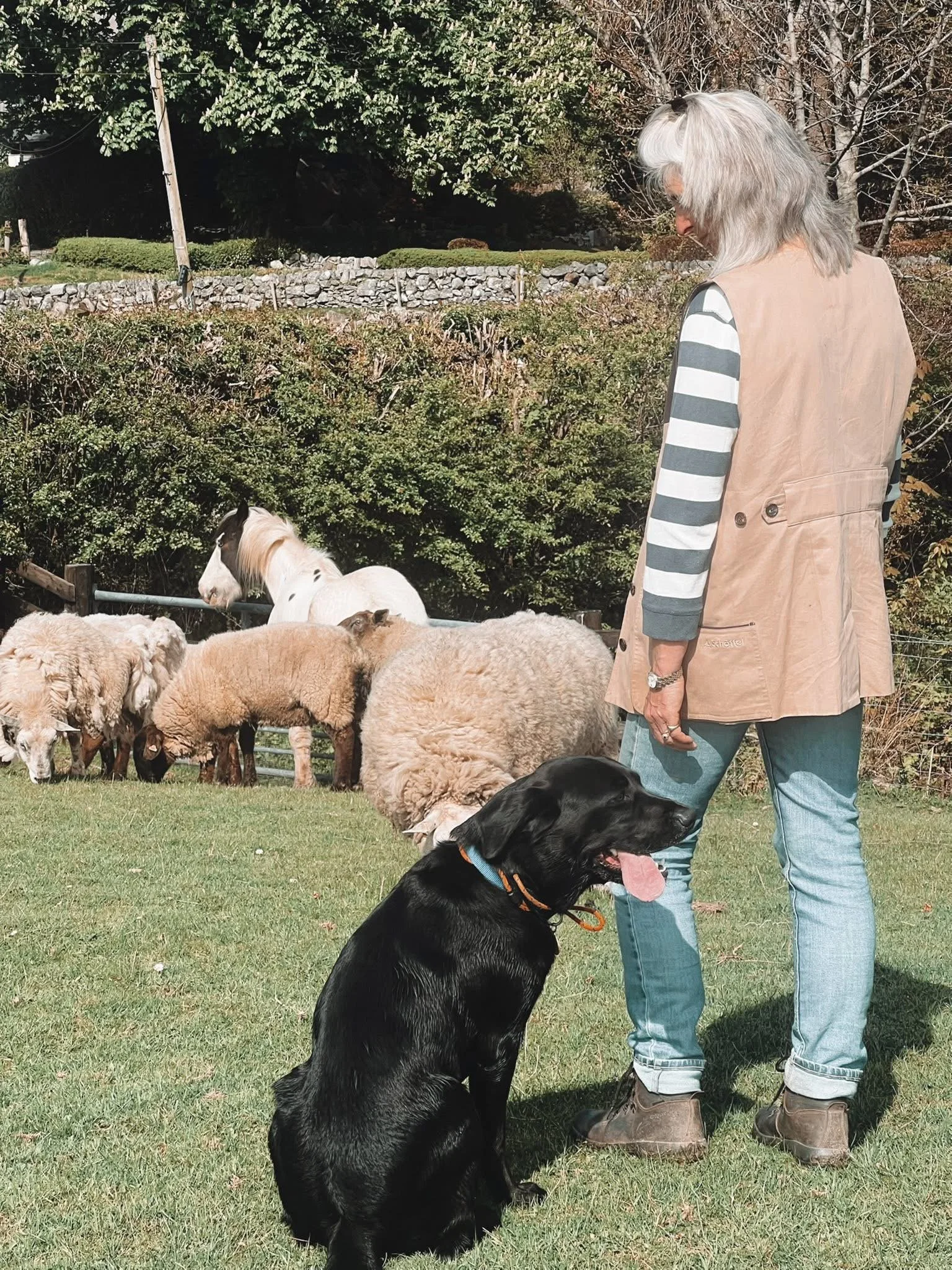 A woman with gray hair, wearing a beige vest over a gray and white striped shirt and blue jeans, standing outside on grass, looking at a group of sheep and a black dog sitting on the ground.