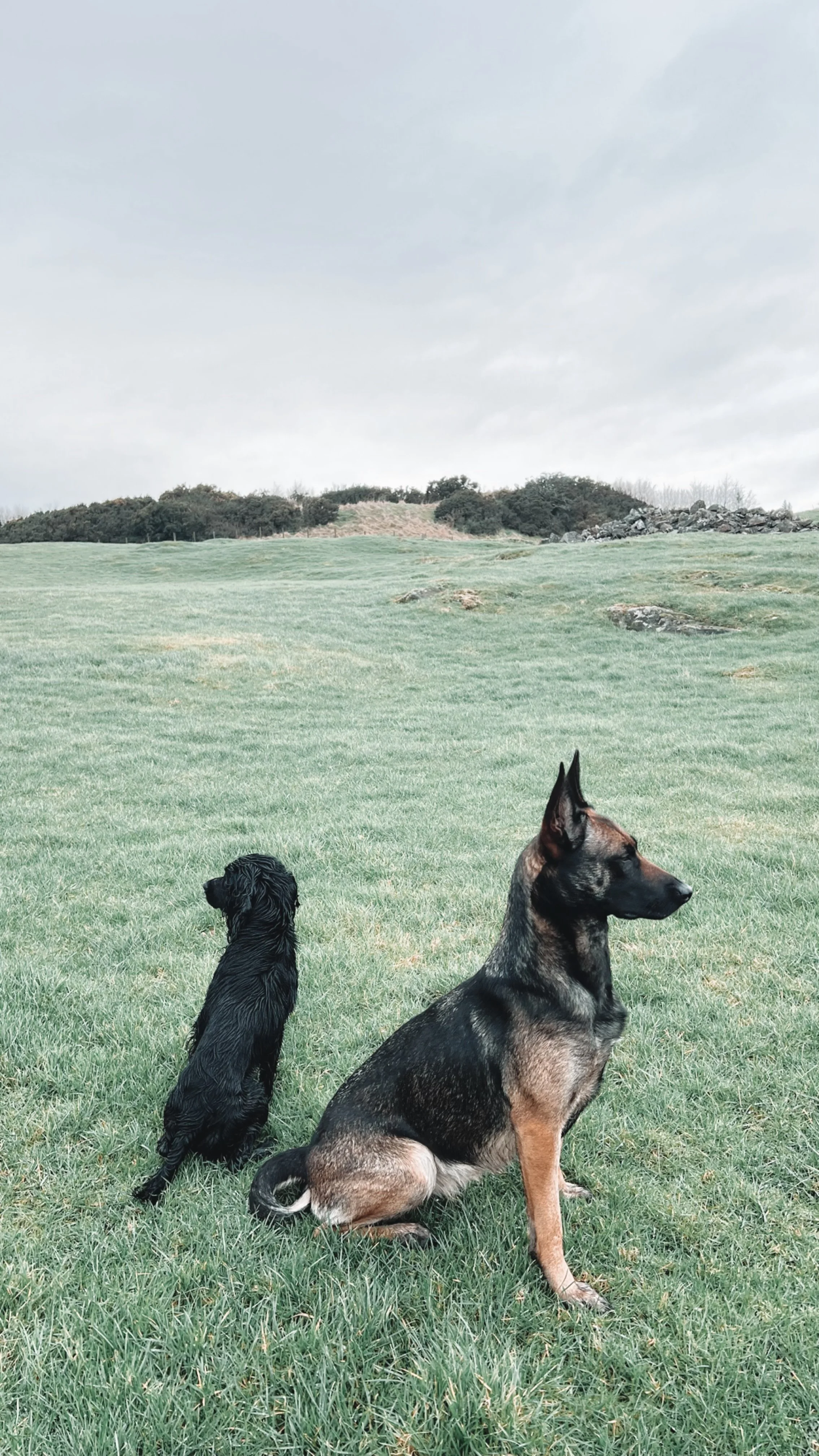 Two dogs, a black spaniel and a German shepherd, sitting on a grassy field with hills and rocks in the background under a cloudy sky.