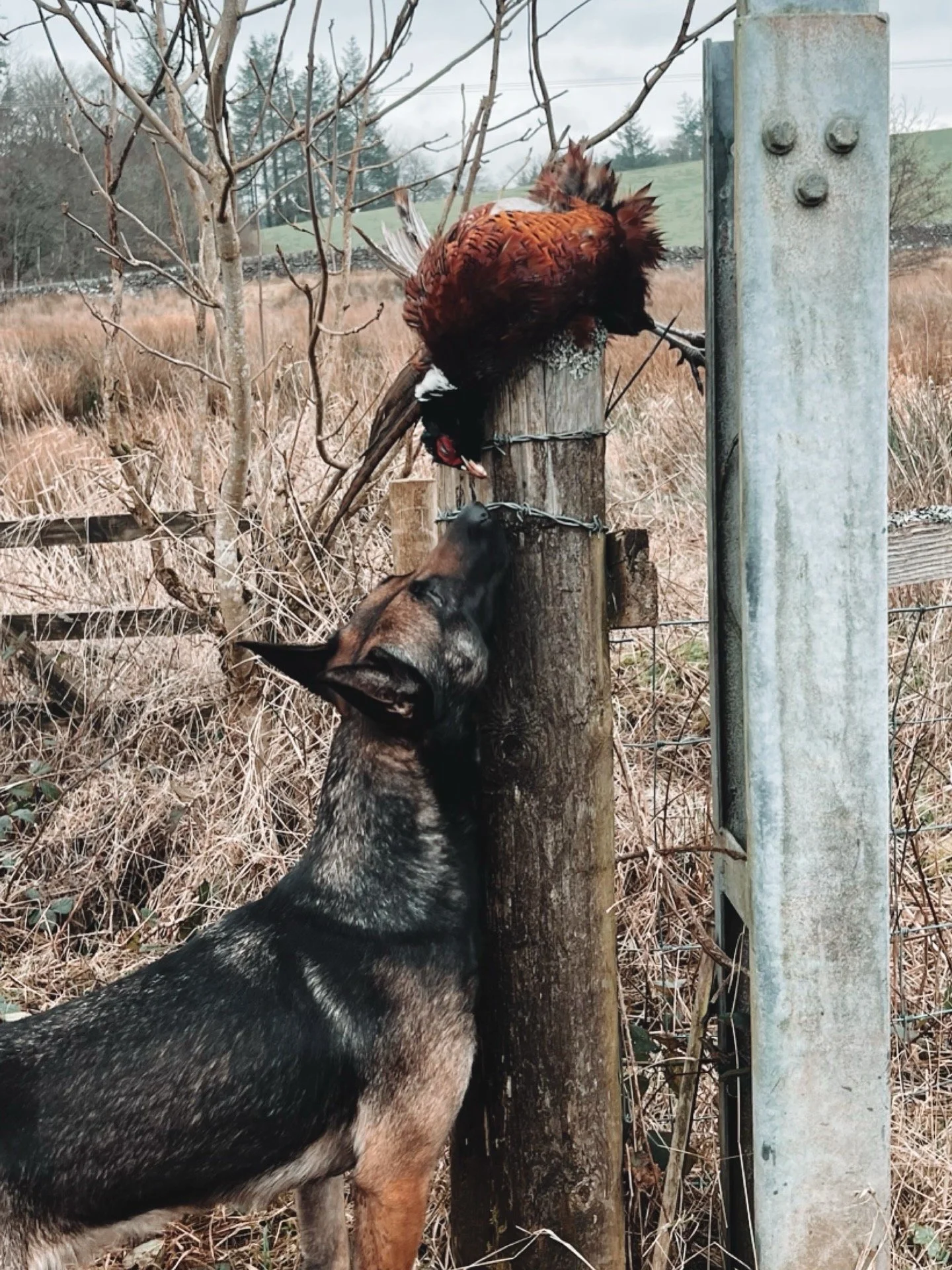 A dog with black and brown fur looking at a chicken perched on a wooden post in a rural outdoor setting with grass, trees, and power lines in the background.