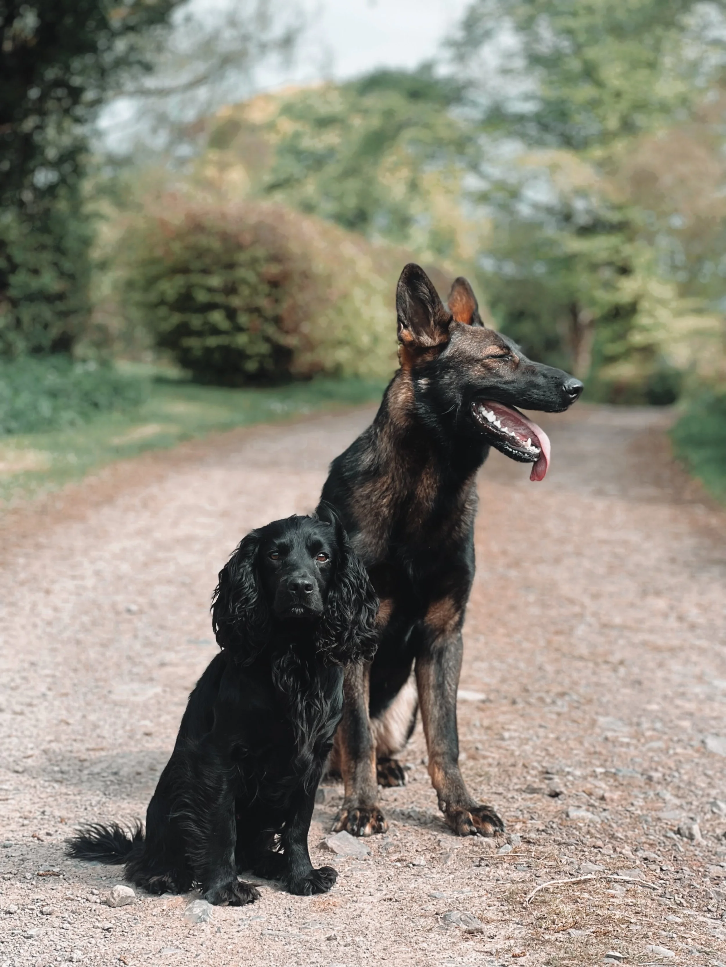 A black cocker spaniel and a German shepherd sitting on a dirt path in a park with trees and greenery in the background.