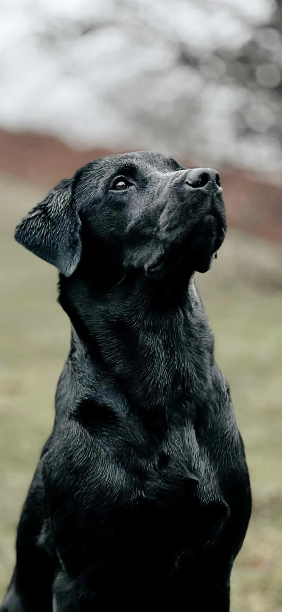 Client dog Zander
