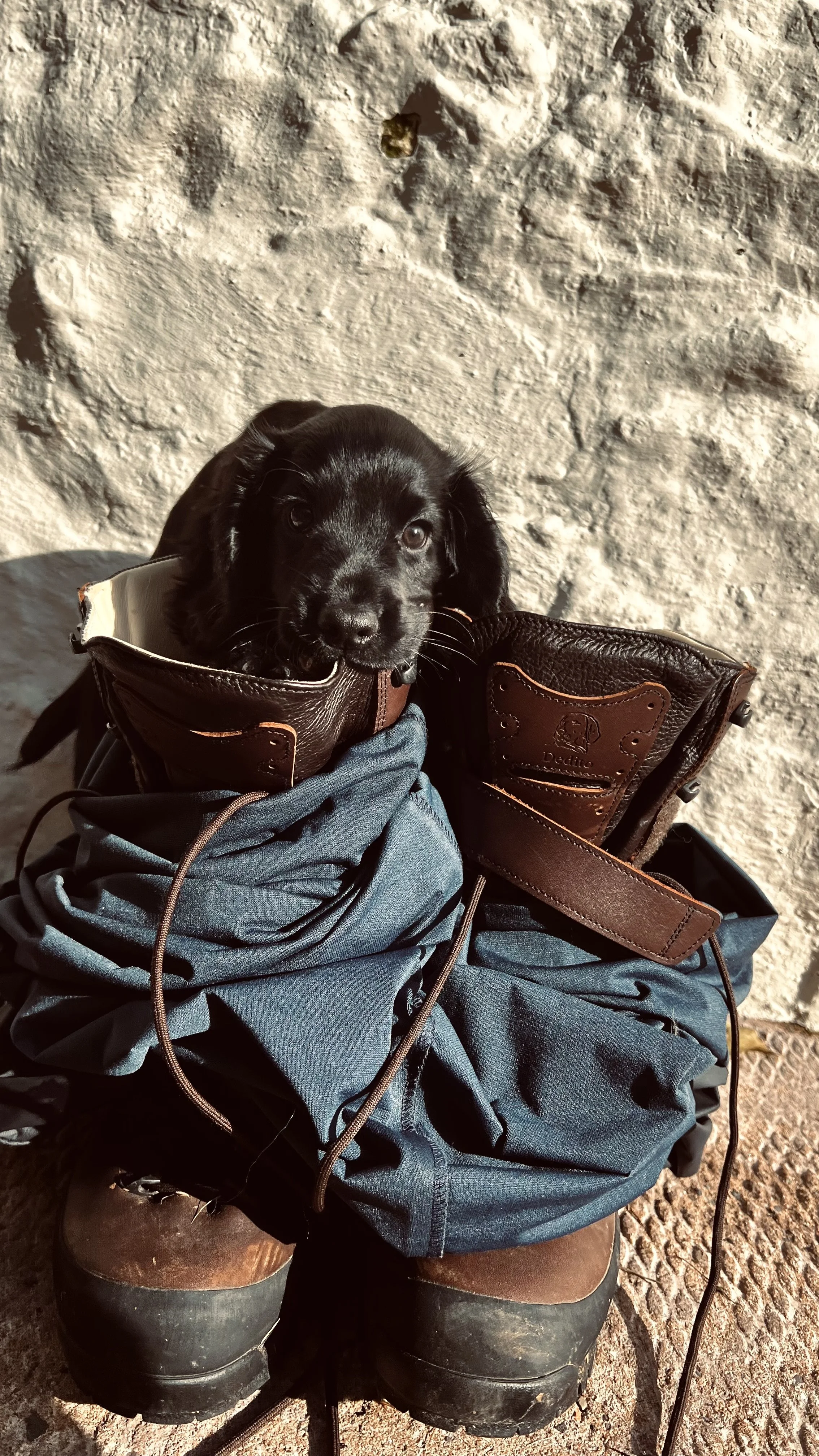 A small black puppy inside a leather and fabric bag, sitting on a person's lap wearing jeans and boots, against a textured stone wall background.