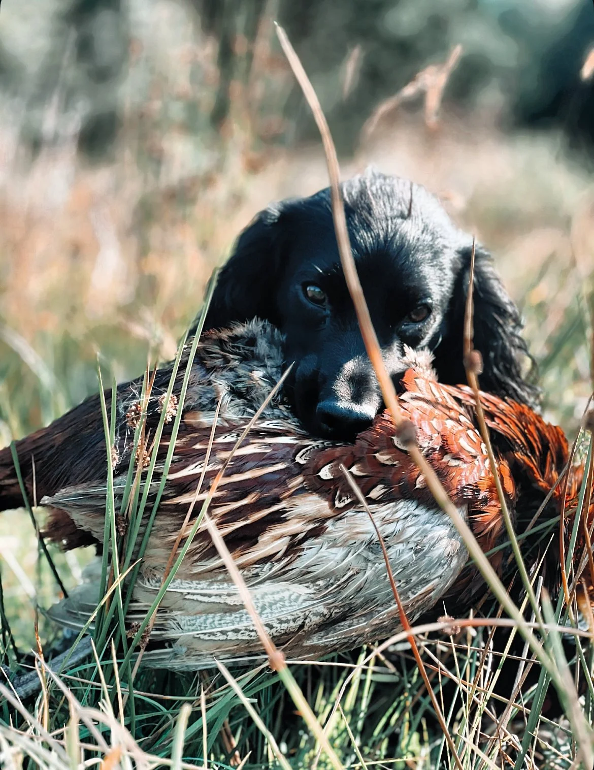 A dog with long ears and black fur resting its head on a pheasant in a field with tall grass.
