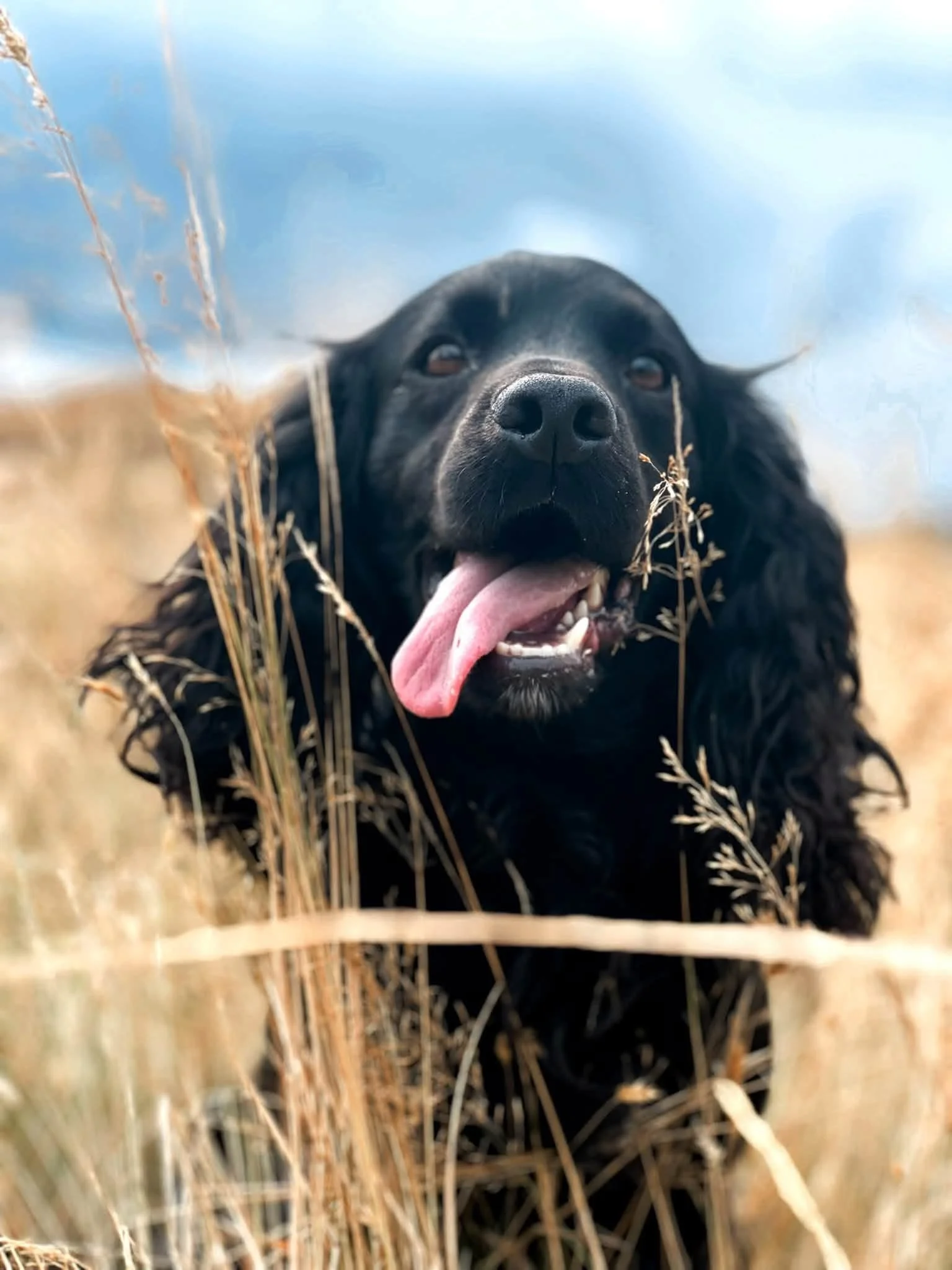 Close-up of a black dog with long fur, sticking out its tongue, lying in tall, dried grass with a blue sky in the background.