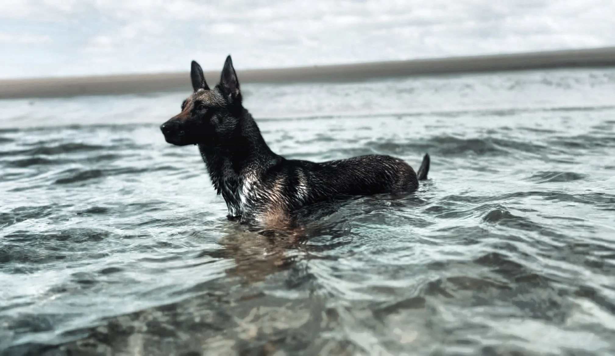 A German Shepherd dog swimming in a body of water.