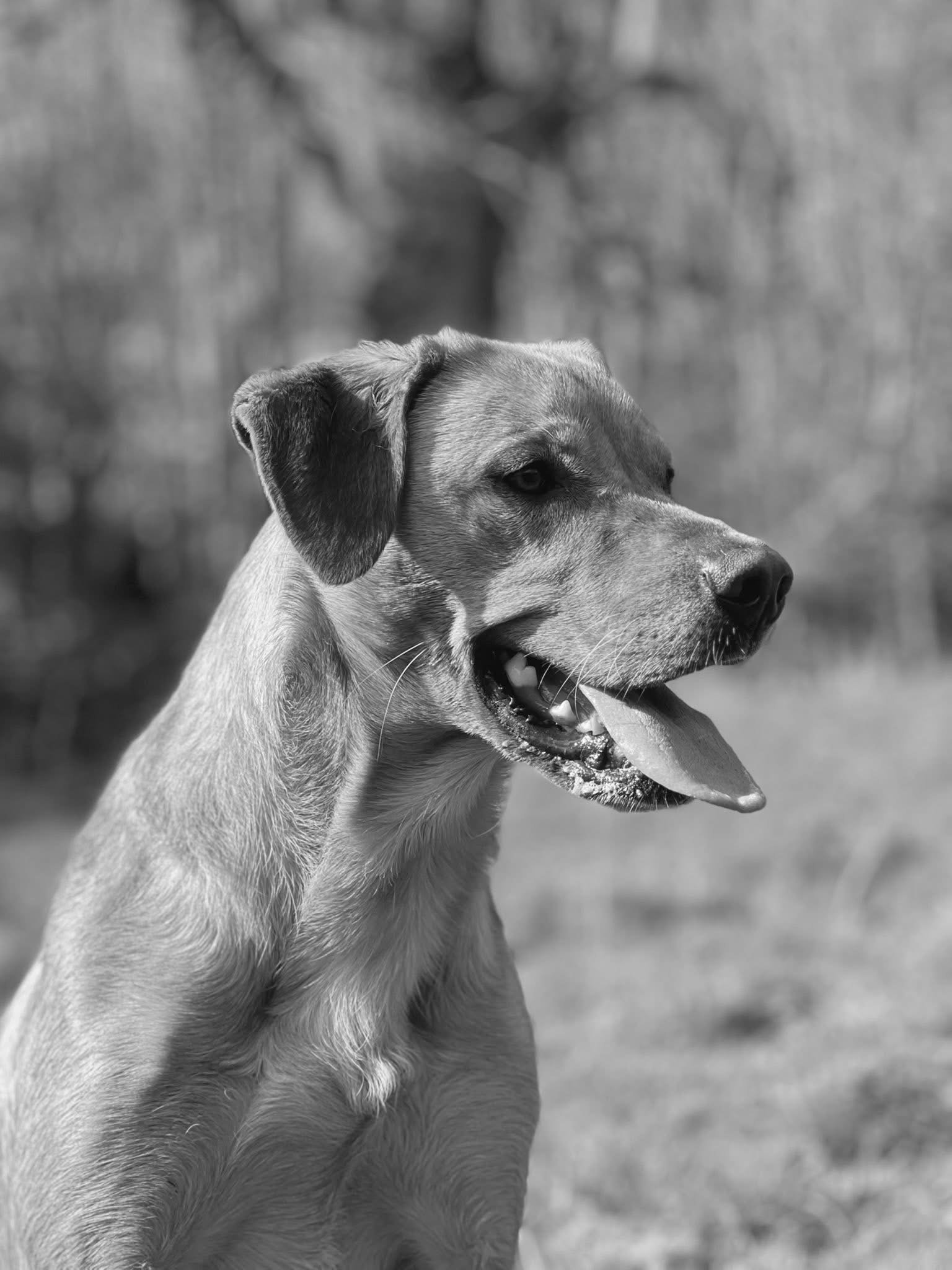 Black and white photo of a dog with its mouth open and tongue hanging out, looking to the side, outdoors.