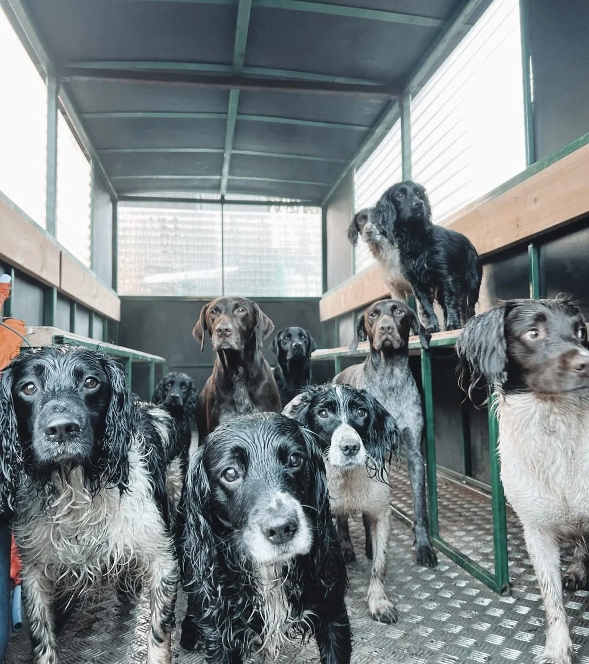 Group of wet dogs inside a dog trailer, some standing on the floor and others on a raised platform, looking at the camera.