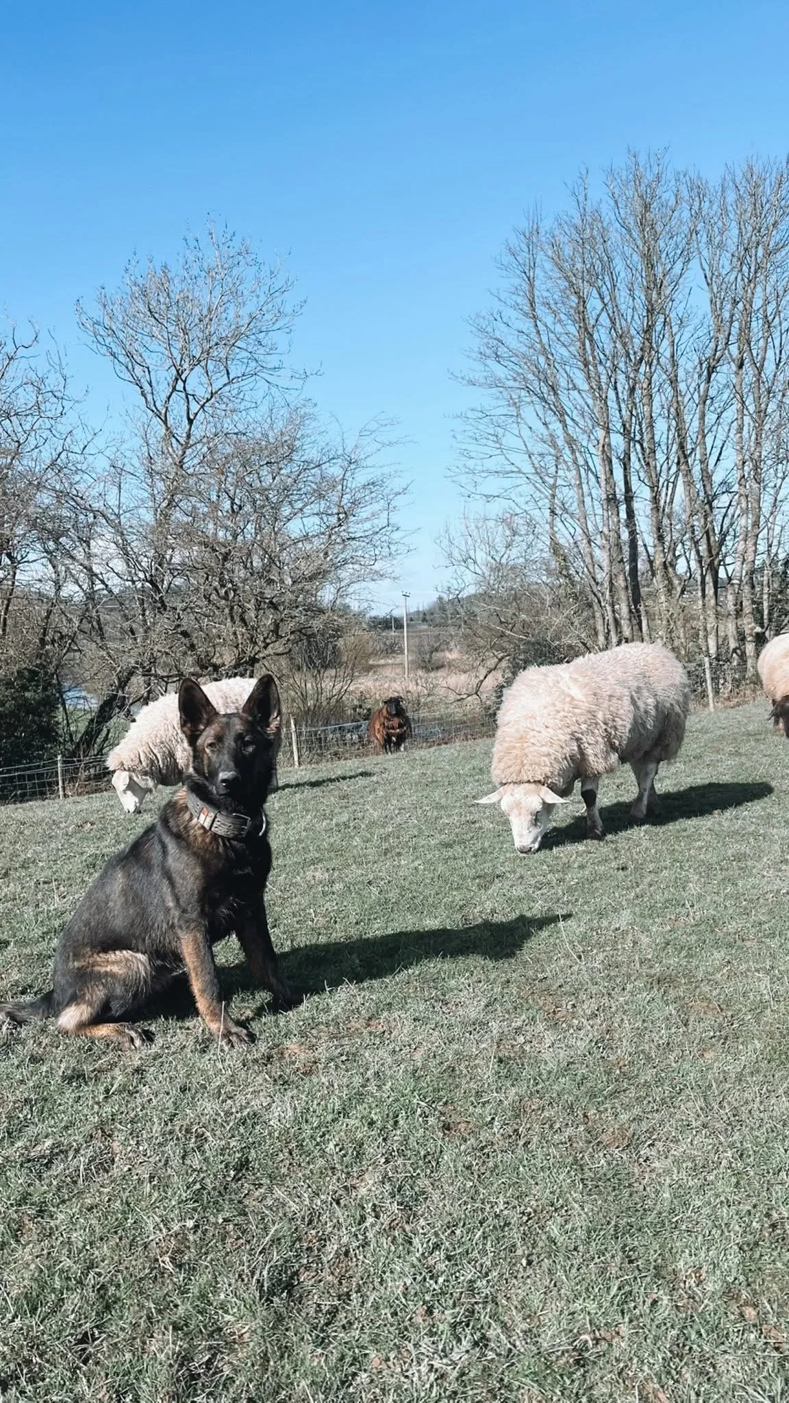 A black and tan dog sitting on grass in a field with sheep grazing nearby. Trees without leaves are in the background under a blue sky.