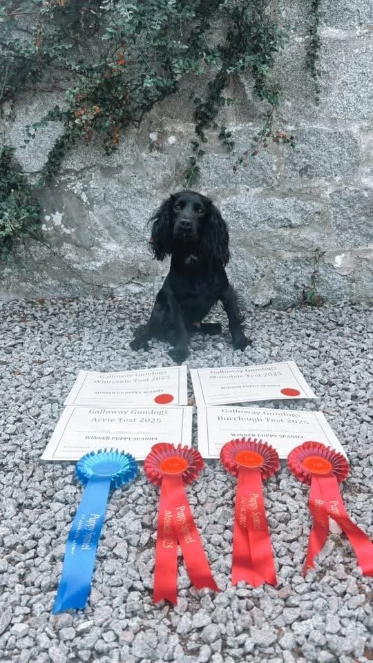 A black dog, possibly a spaniel, sitting on gravel in front of a stone wall with green vines, surrounded by four awards and certificates, indicating it has won multiple dog competitions in 2025.