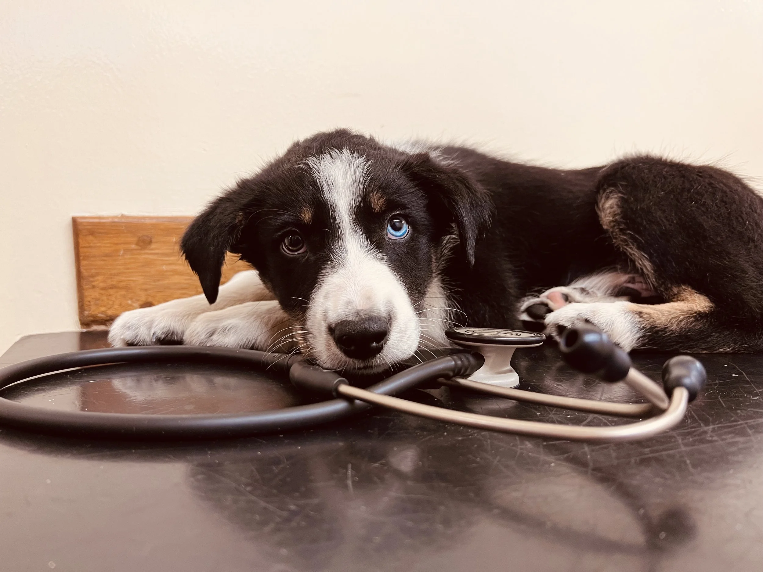 A black and white puppy with piercing blue eyes lying on a dark table, resting its head on some cables, with a wooden headboard and plain wall in the background.