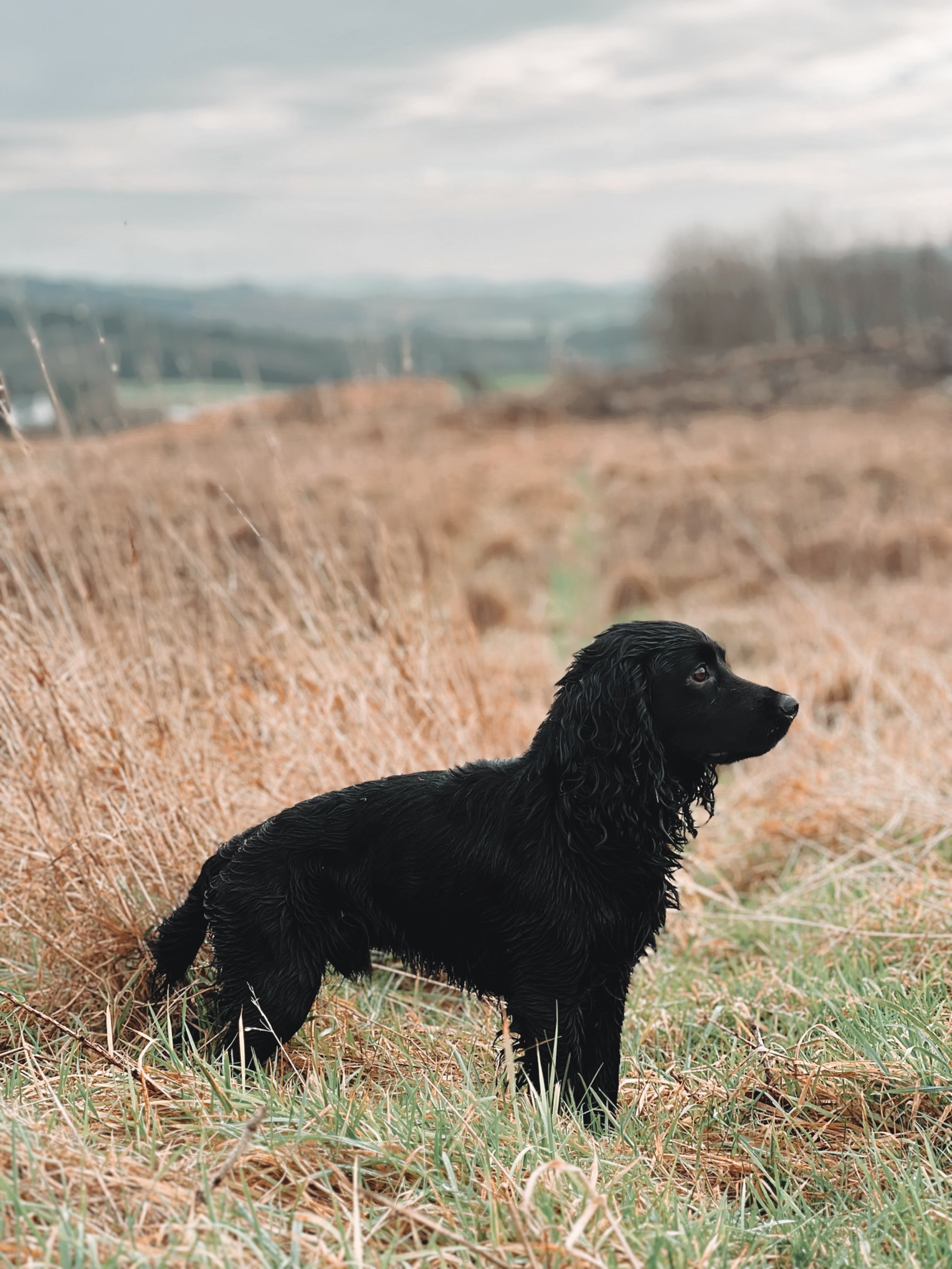 A black dog, likely a Cocker Spaniel, standing in a field with brown grass and green patches, with a blurred background of rolling hills and cloudy sky.