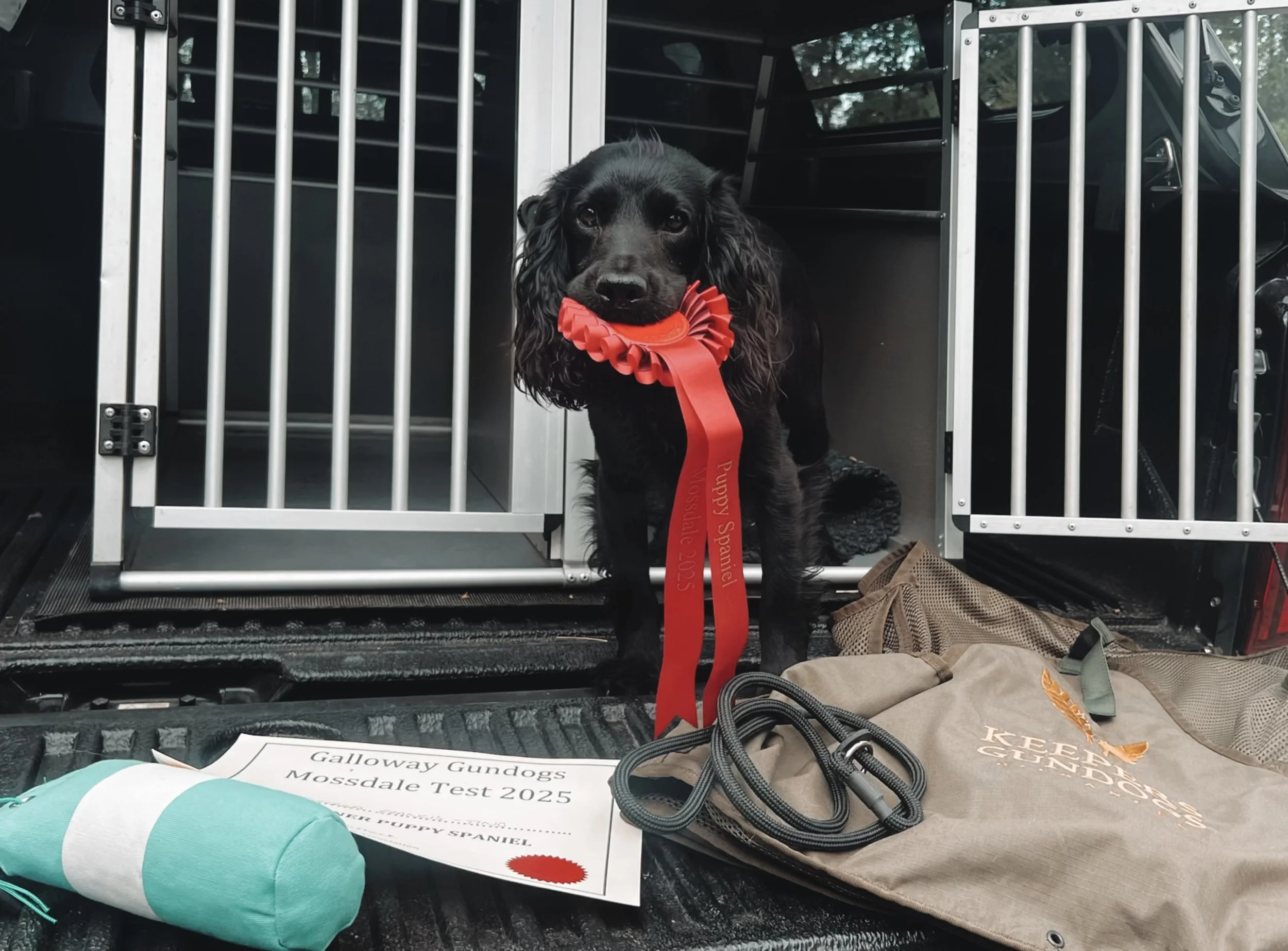A black spaniel dog holding a red ribbon in its mouth, sitting inside a vehicle with metal dog crates. There are various supplies, including a rolled-up blanket, harnesses, and a printed paper about a survey on the vehicle's surface.