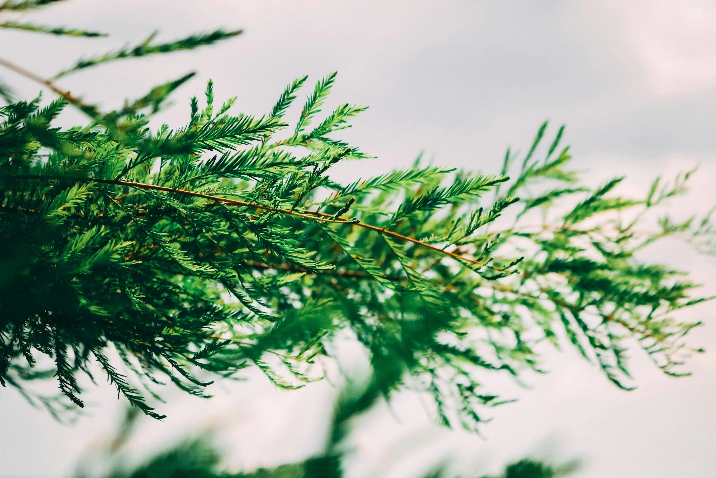Close-up of green pine branches against a light sky.