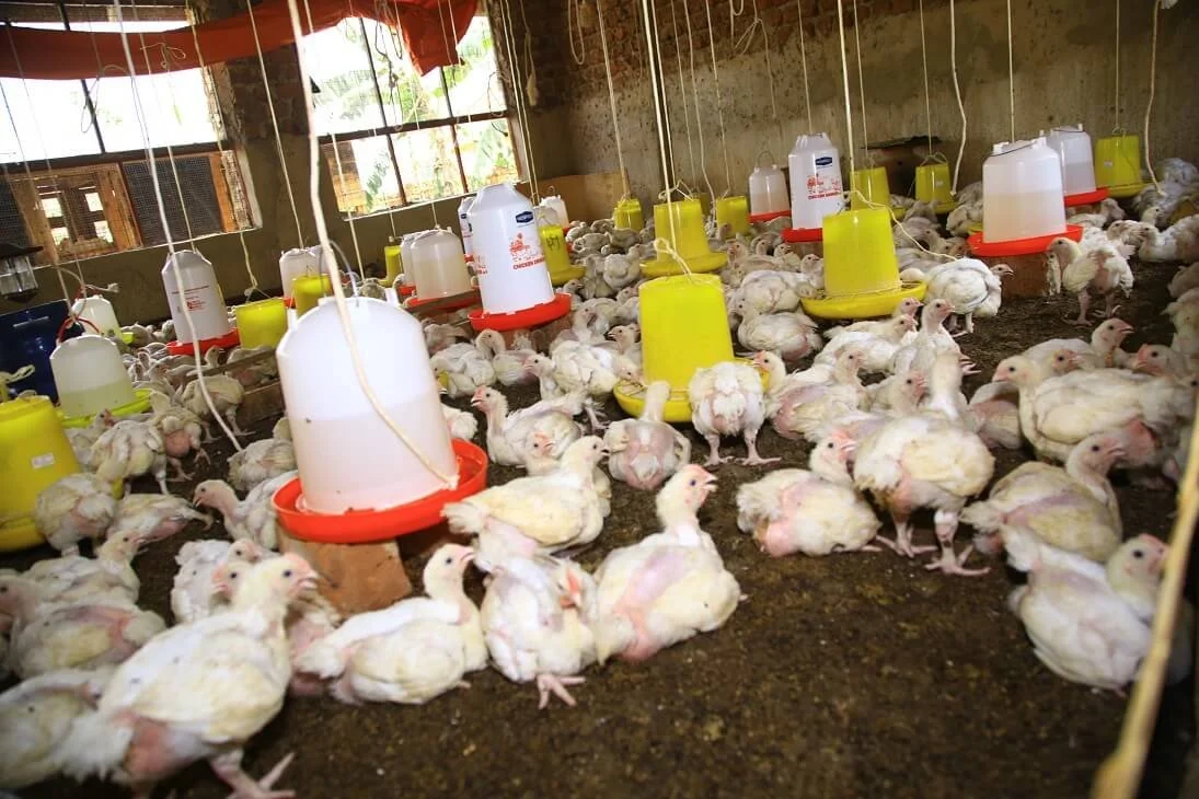Agribusiness
