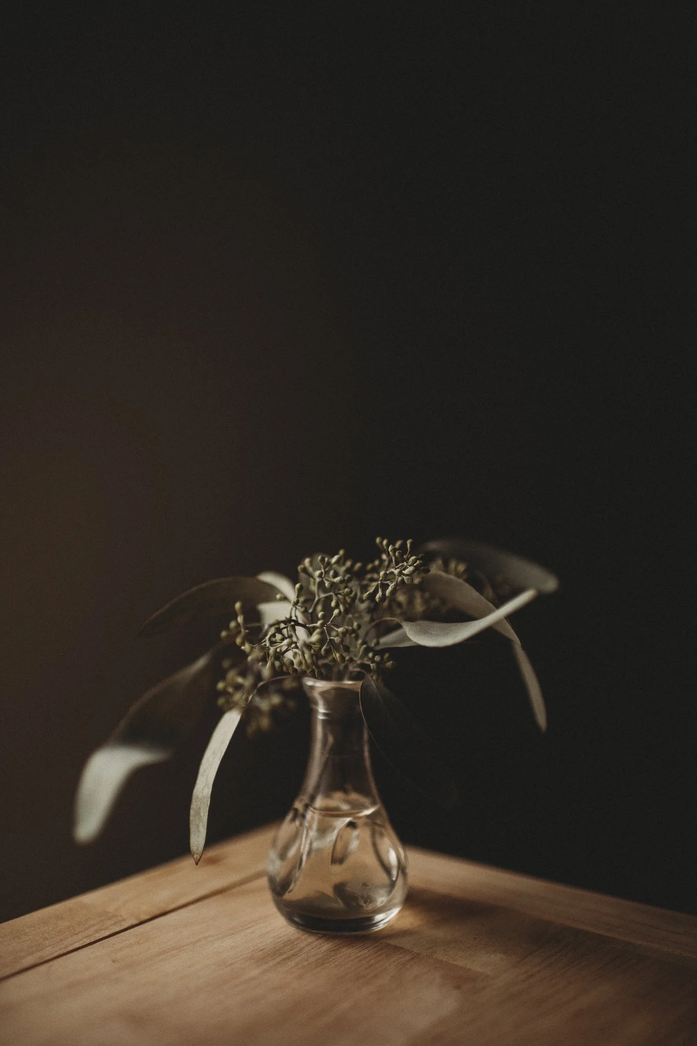 Eucalyptus-1.jpg