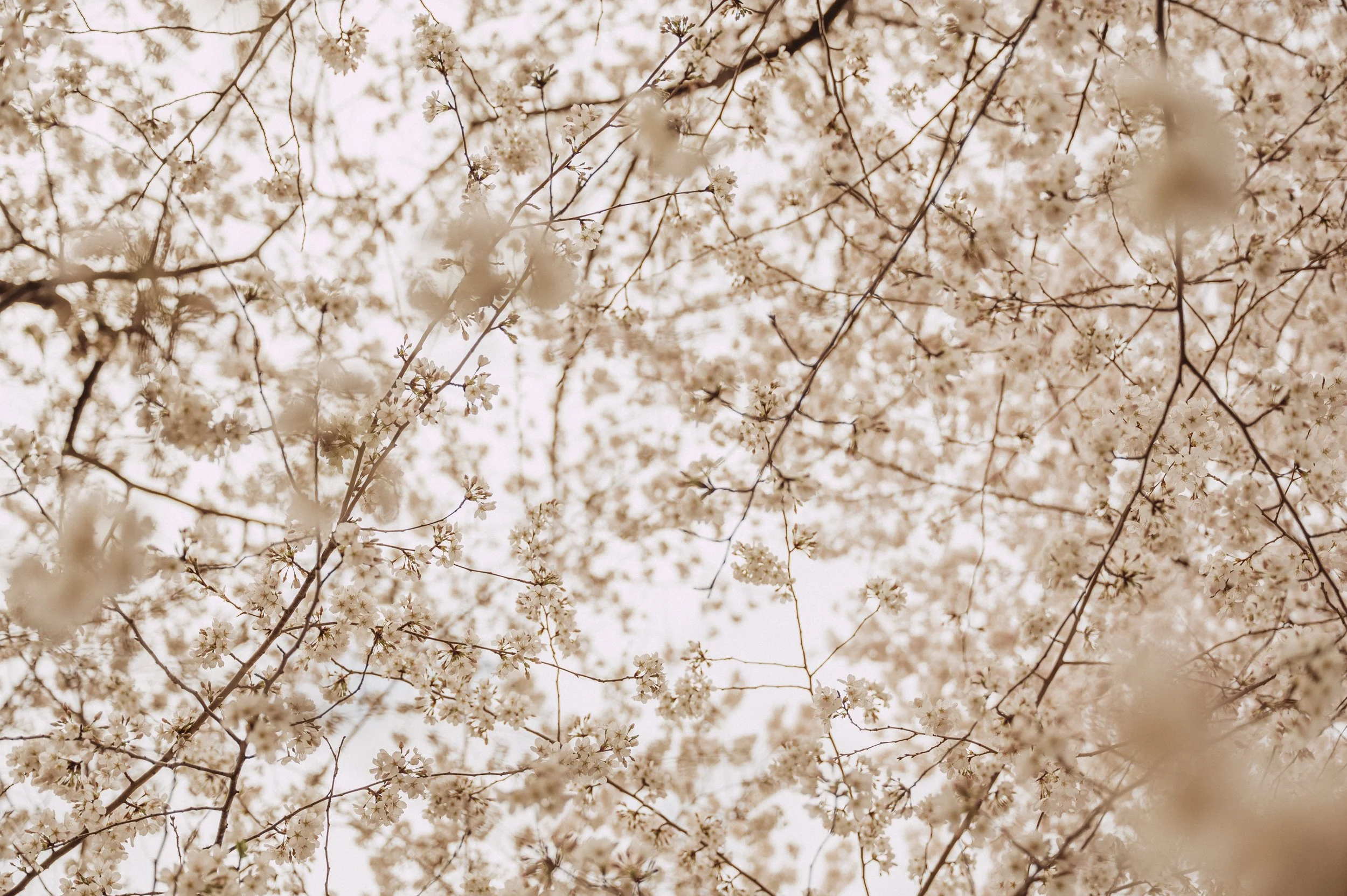 Blossoms-Digital-12.jpg