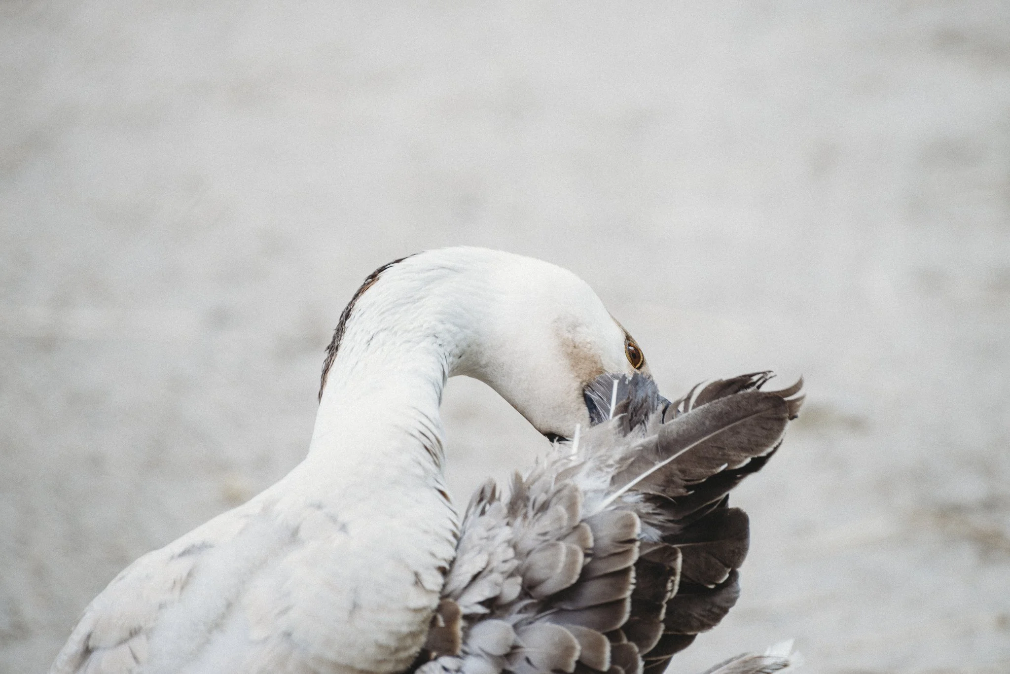 Bridget_Laudien_Popcorn_Park_Zoo-4.jpg