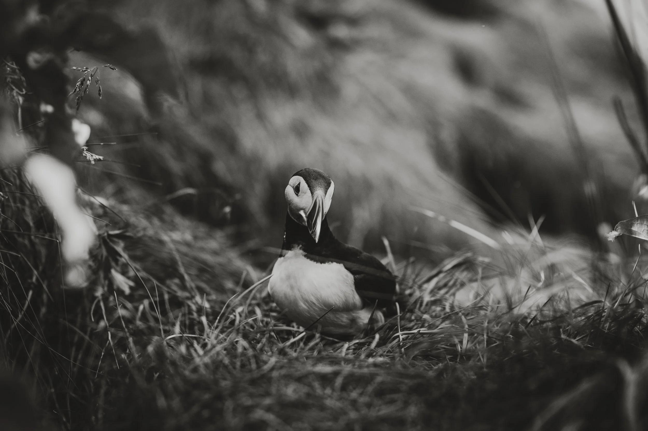 Iceland-Digital-29.jpg