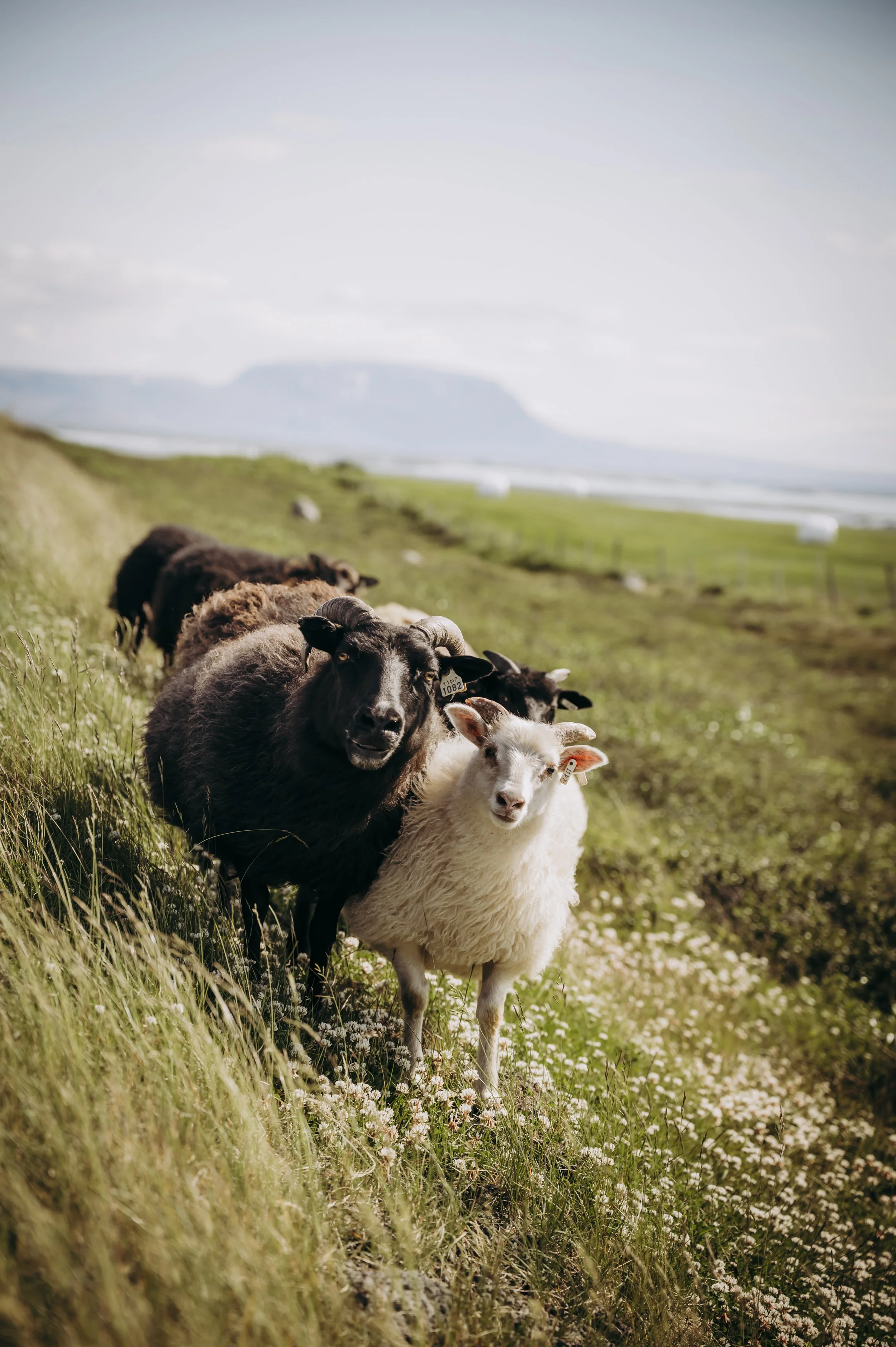 Iceland-Digital-95.jpg