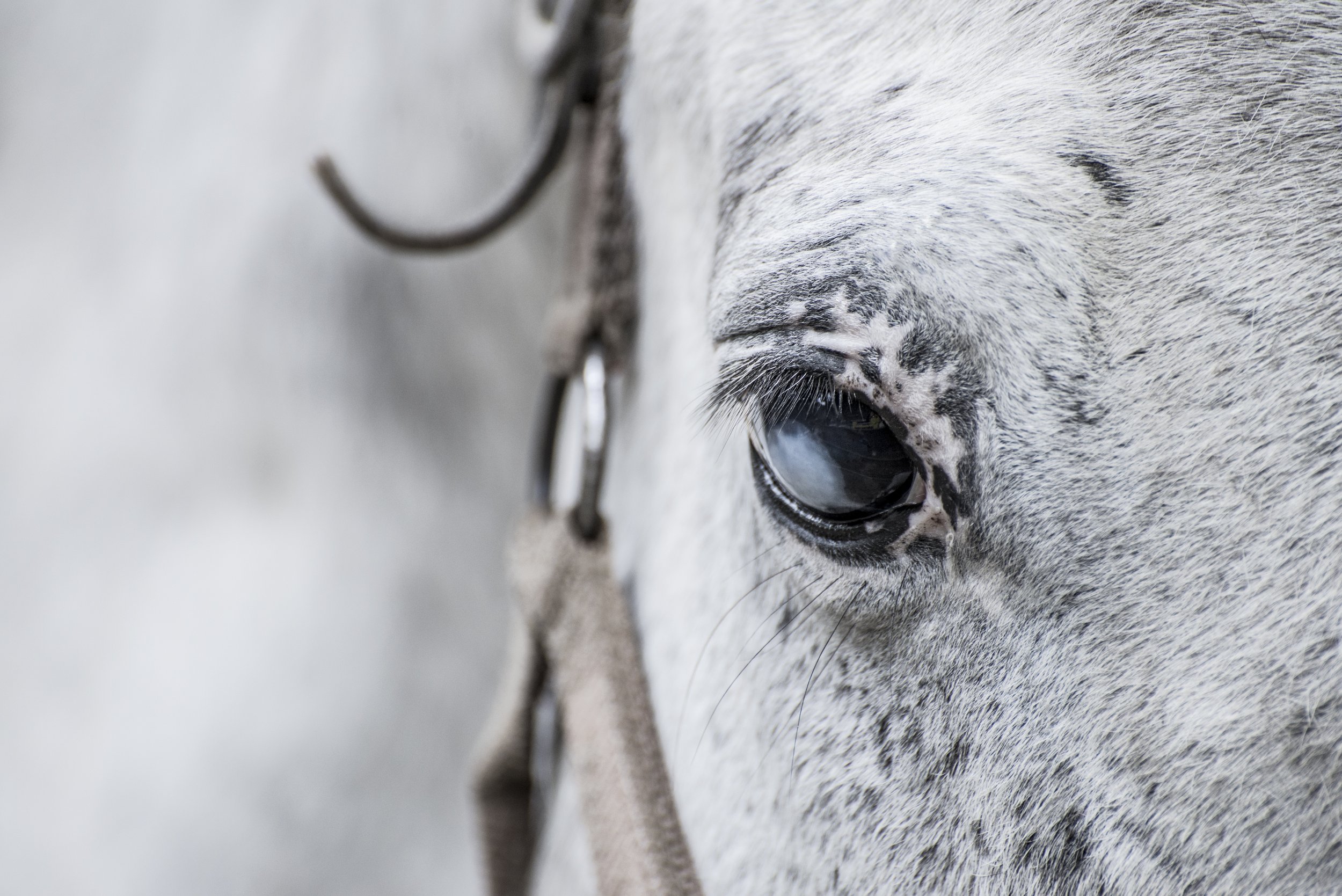 Blind Horse NJ Animal Photographer Bridget Laudien.jpg