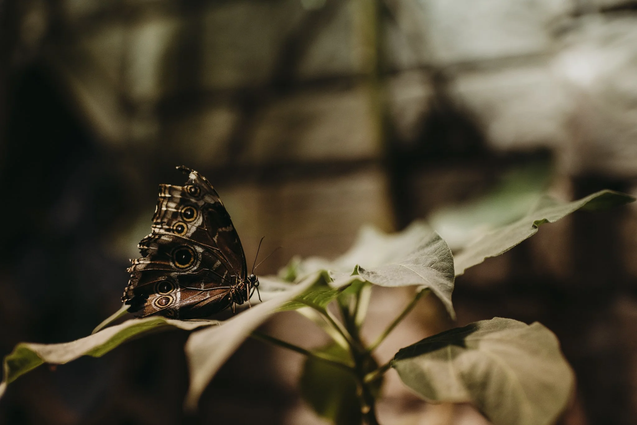 Butterflies_Bridget_Laudien_New_Jersey_Photographers_Animals-11.jpg