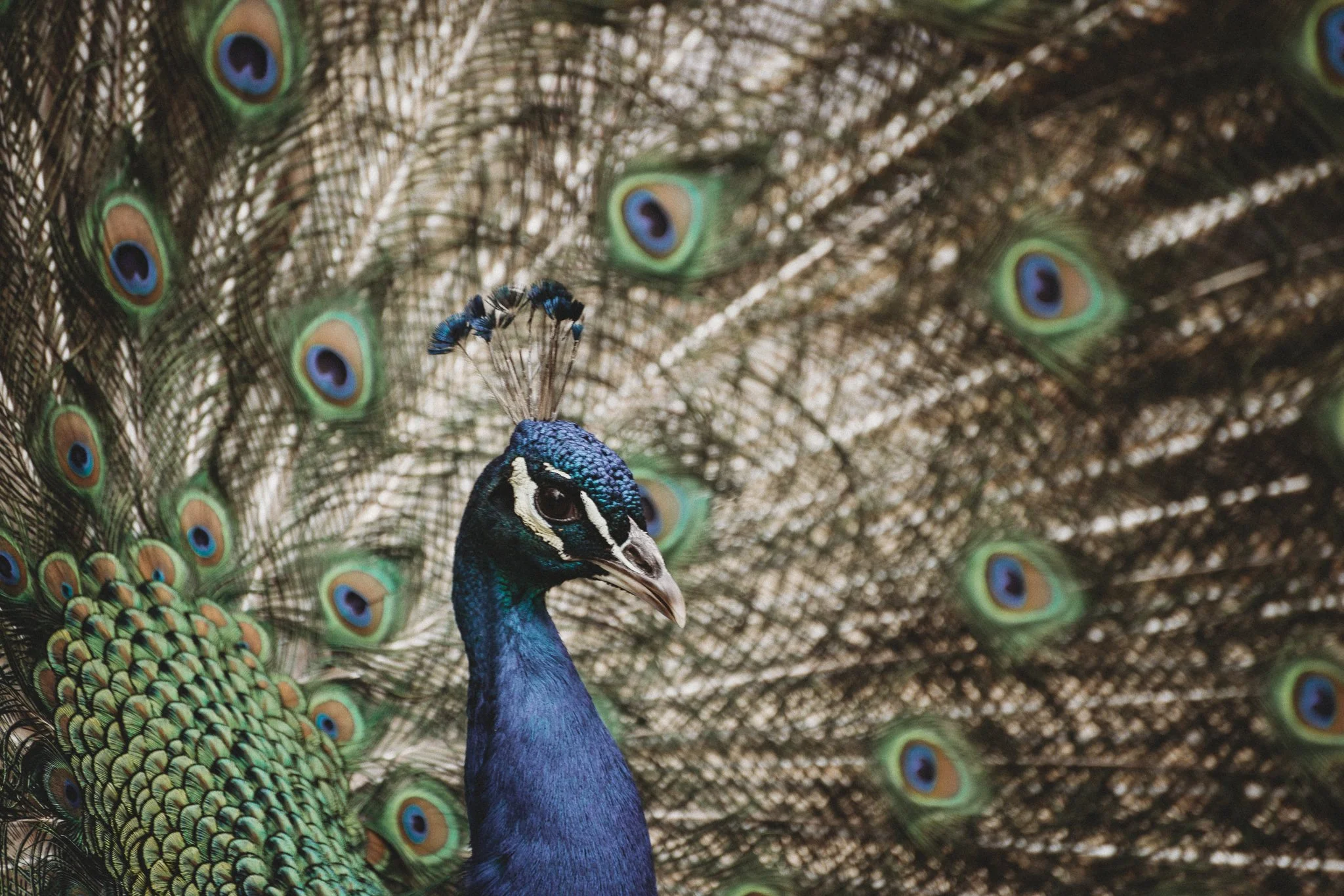 Bridget_Laudien_Popcorn_Park_Zoo-1.jpg