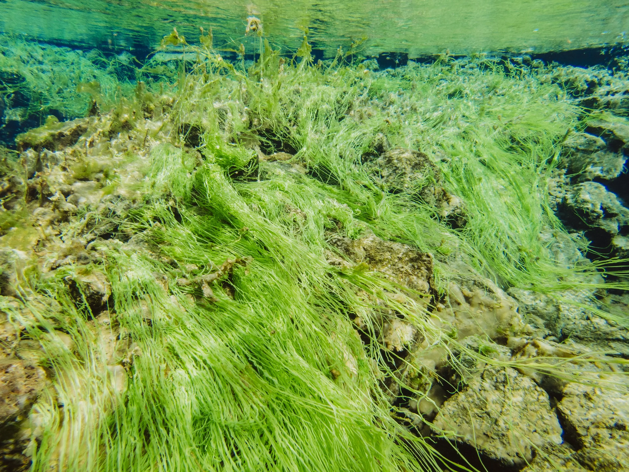 SilfraSnorkelLaudien-6.jpg