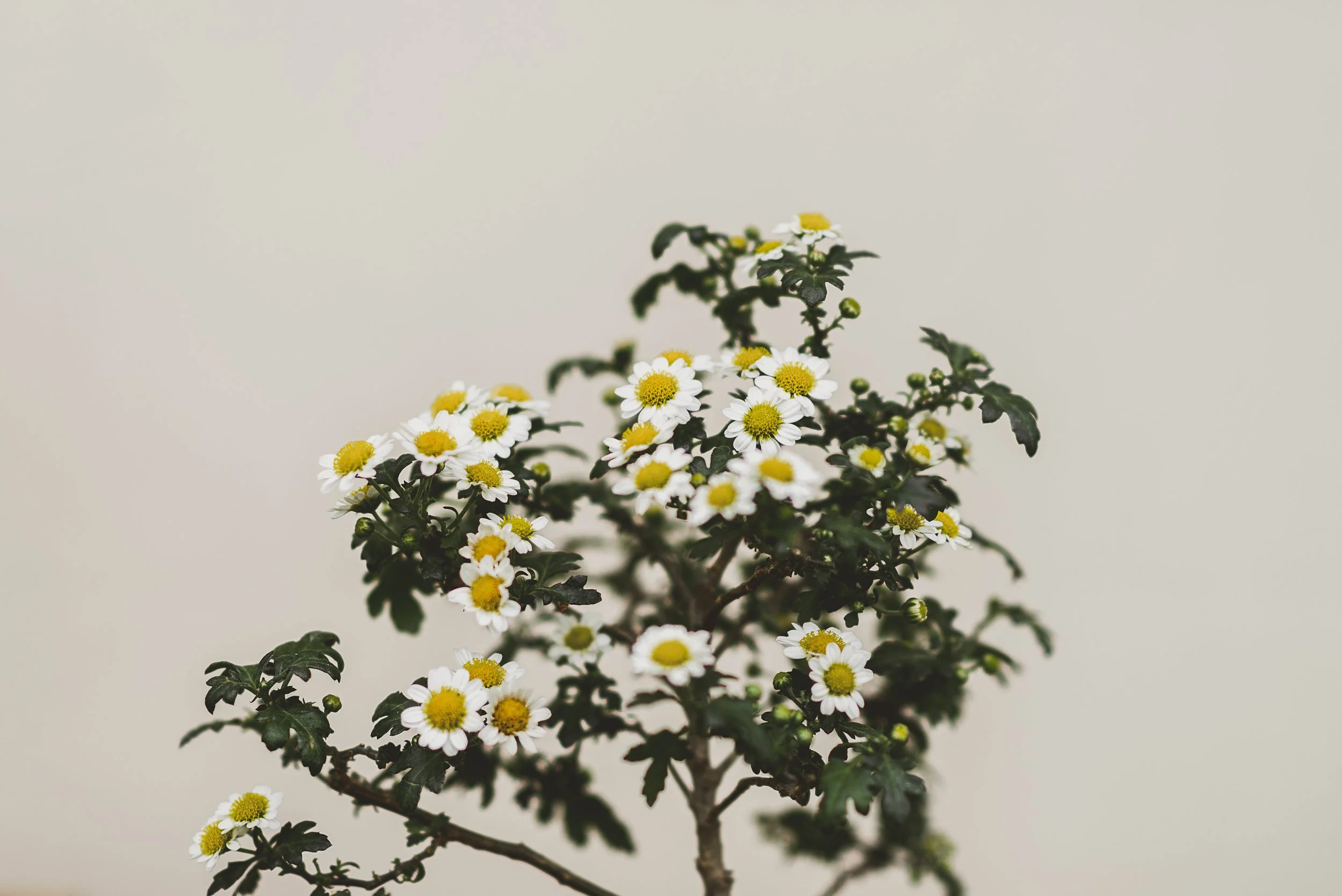 Bridget_Laudien_Longwood_5.jpg