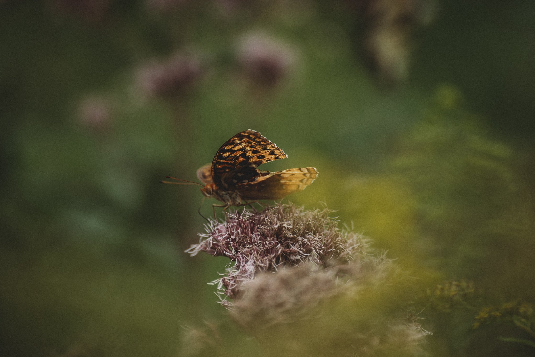 Bridget_Laudien_Butterfly-1.jpg
