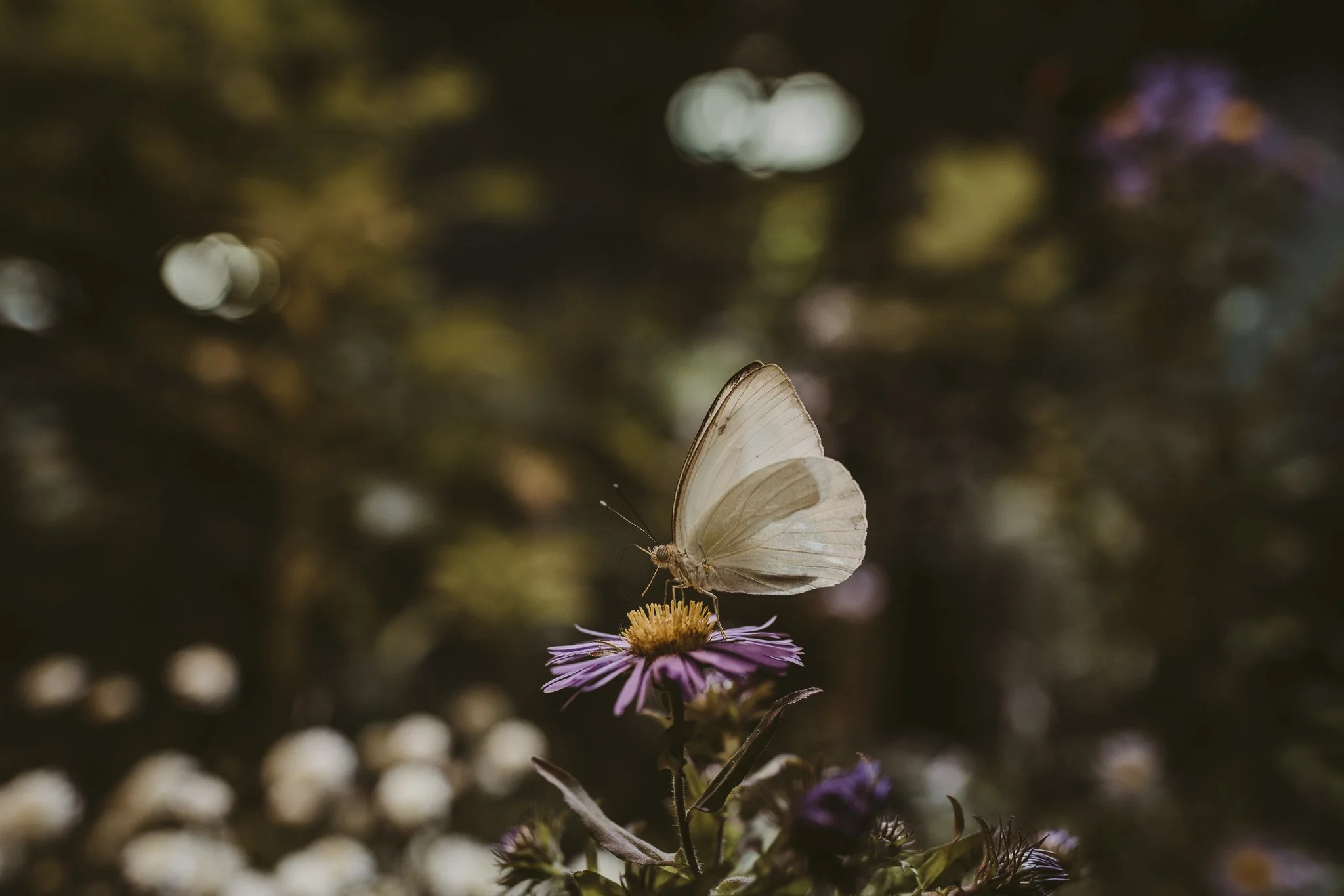 Butterflies_Bridget_Laudien_New_Jersey_Photographers_Animals-6.jpg