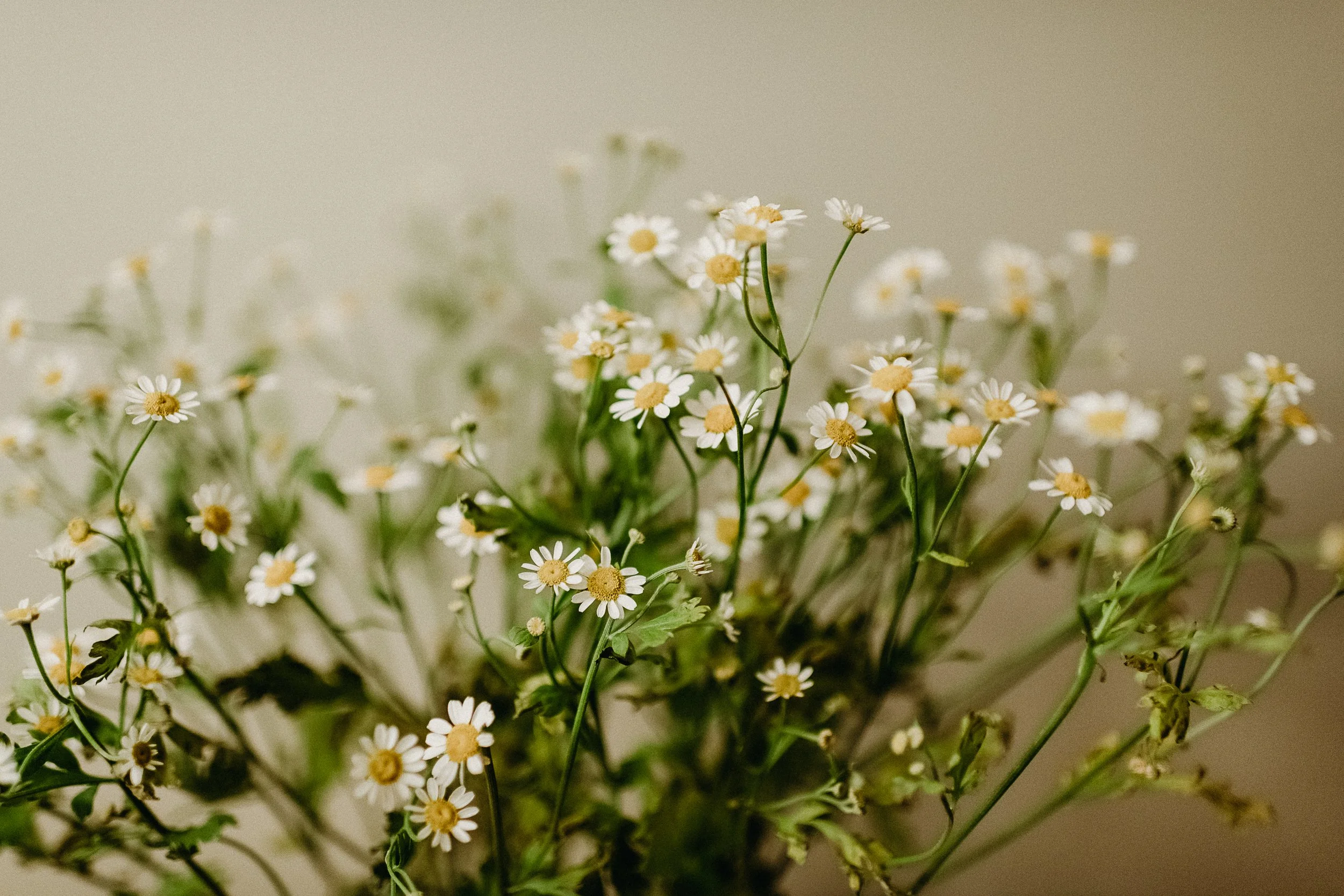Bridget_Laudien_Flowers_1.jpg