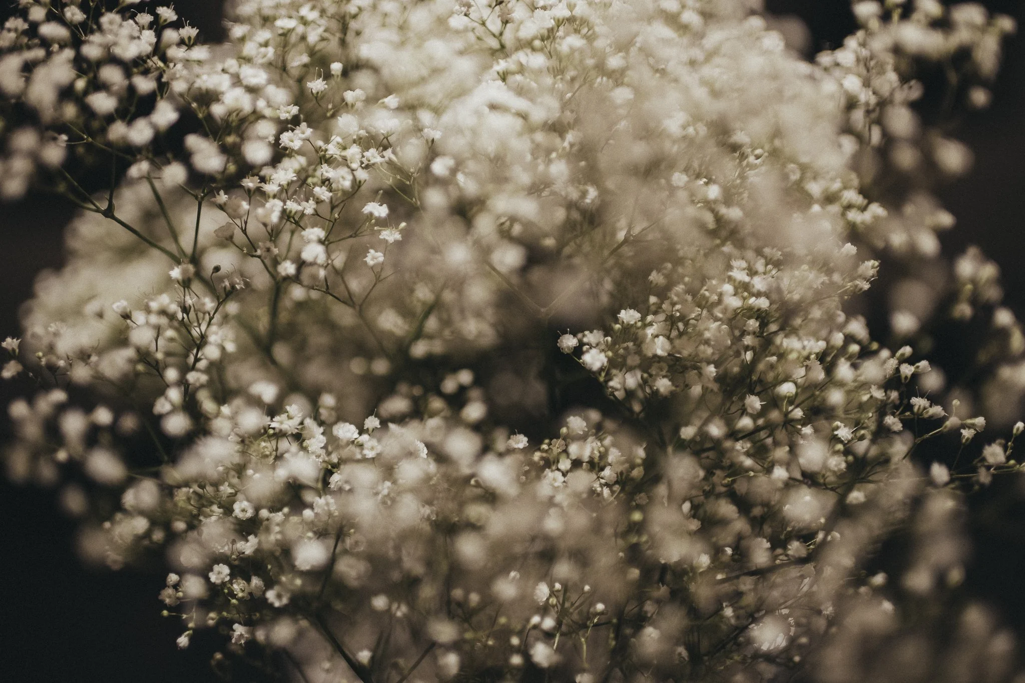 Bridget_Laudien_Babys_Breath-2.jpg