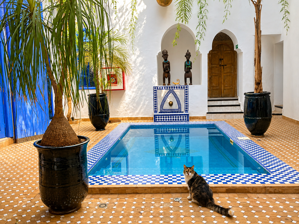 Cat beside the courtyard pool at Riad Chameleon