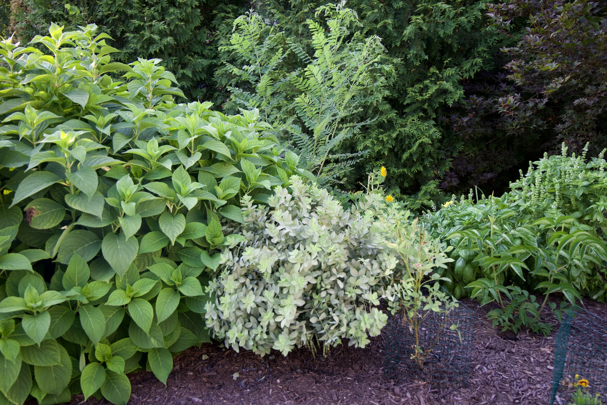 Native + Pollinator Plantings