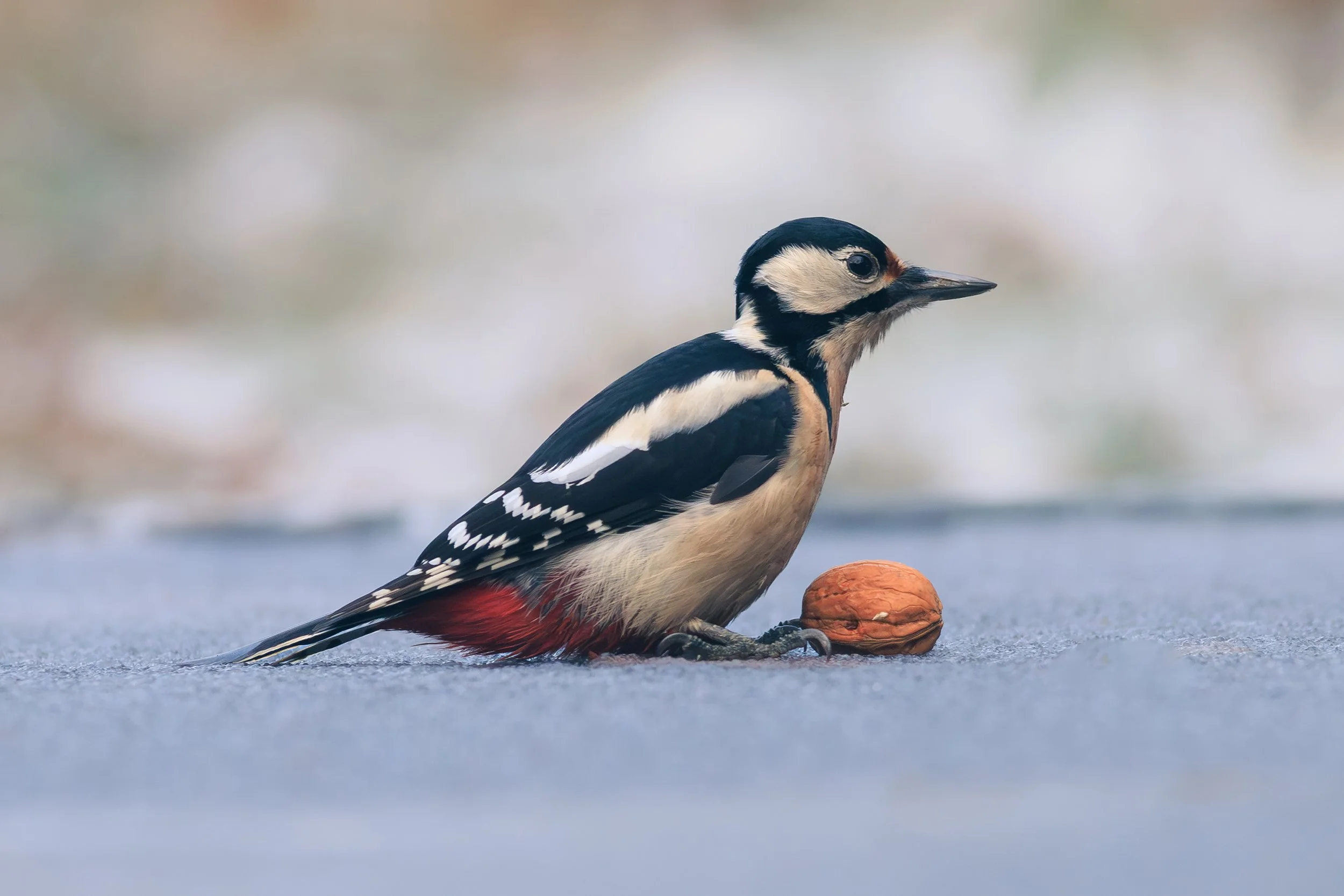 My first woodpecker