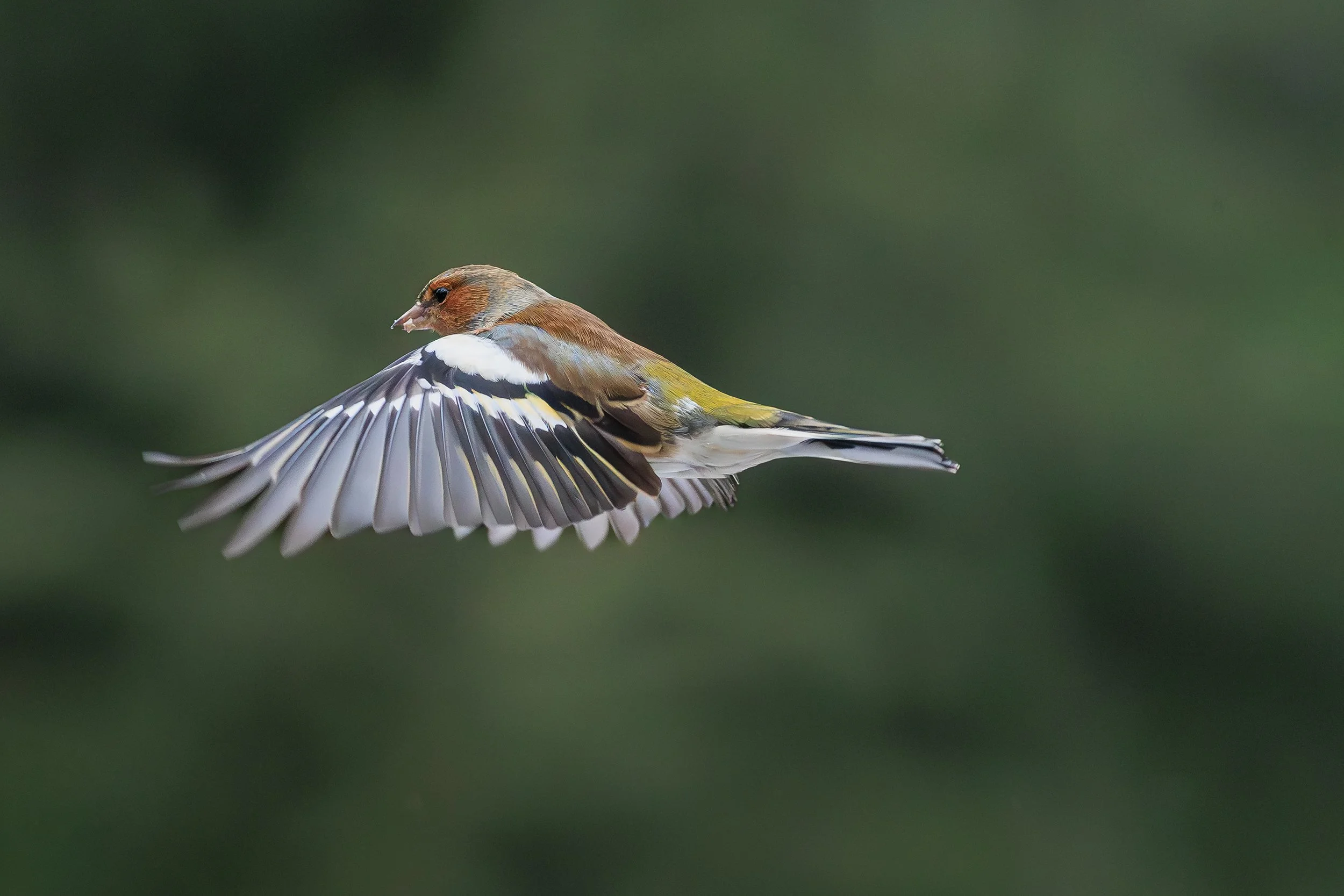 1A8A0977 - Vogelhut Erspelo - Vink.jpg